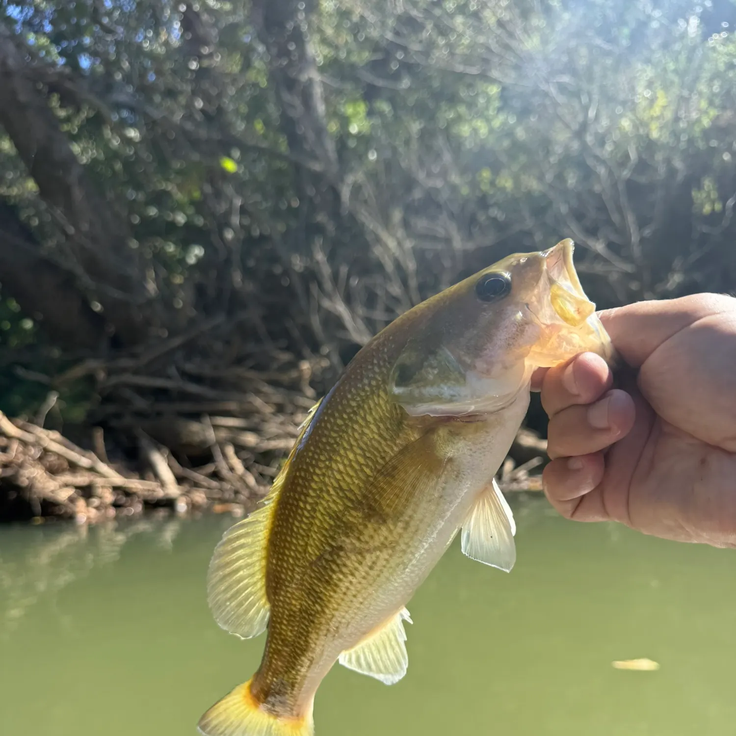 Spotted bass caught on Fishbrain