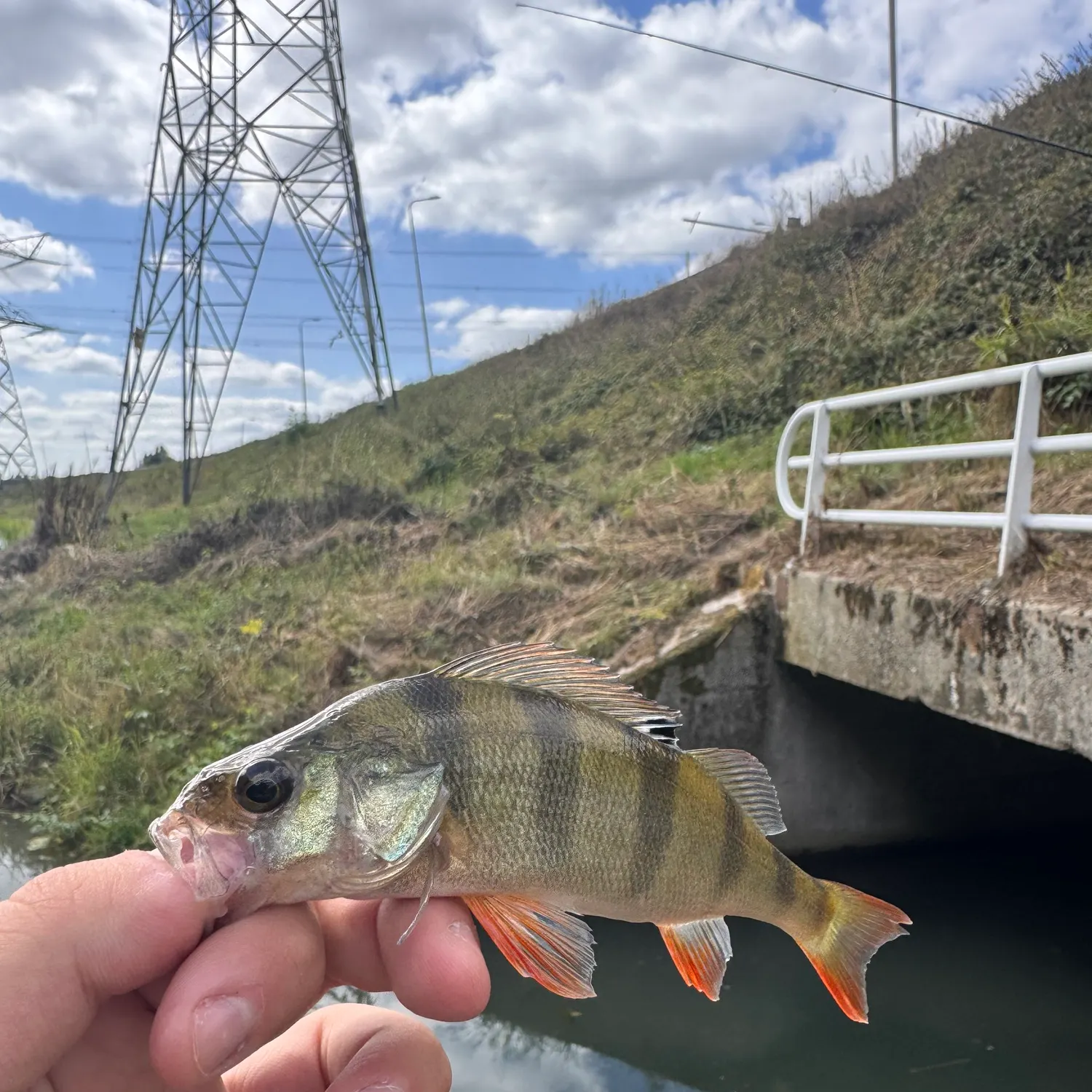 European perch caught on Fishbrain