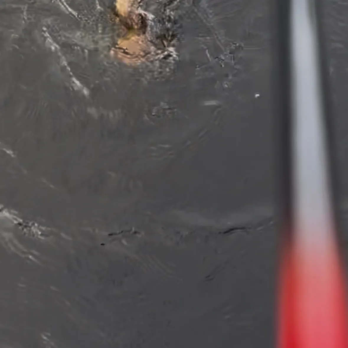 Common snapping turtle caught on Fishbrain