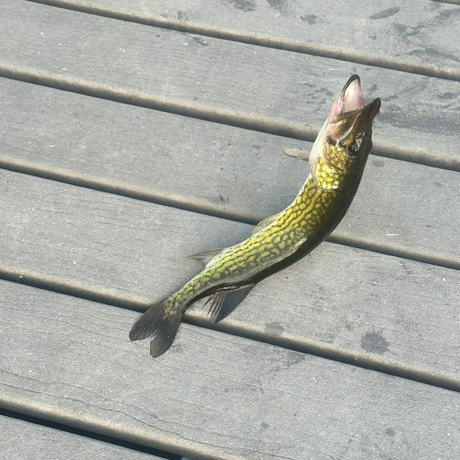 The most recent Chain pickerel catches on Fishbrain