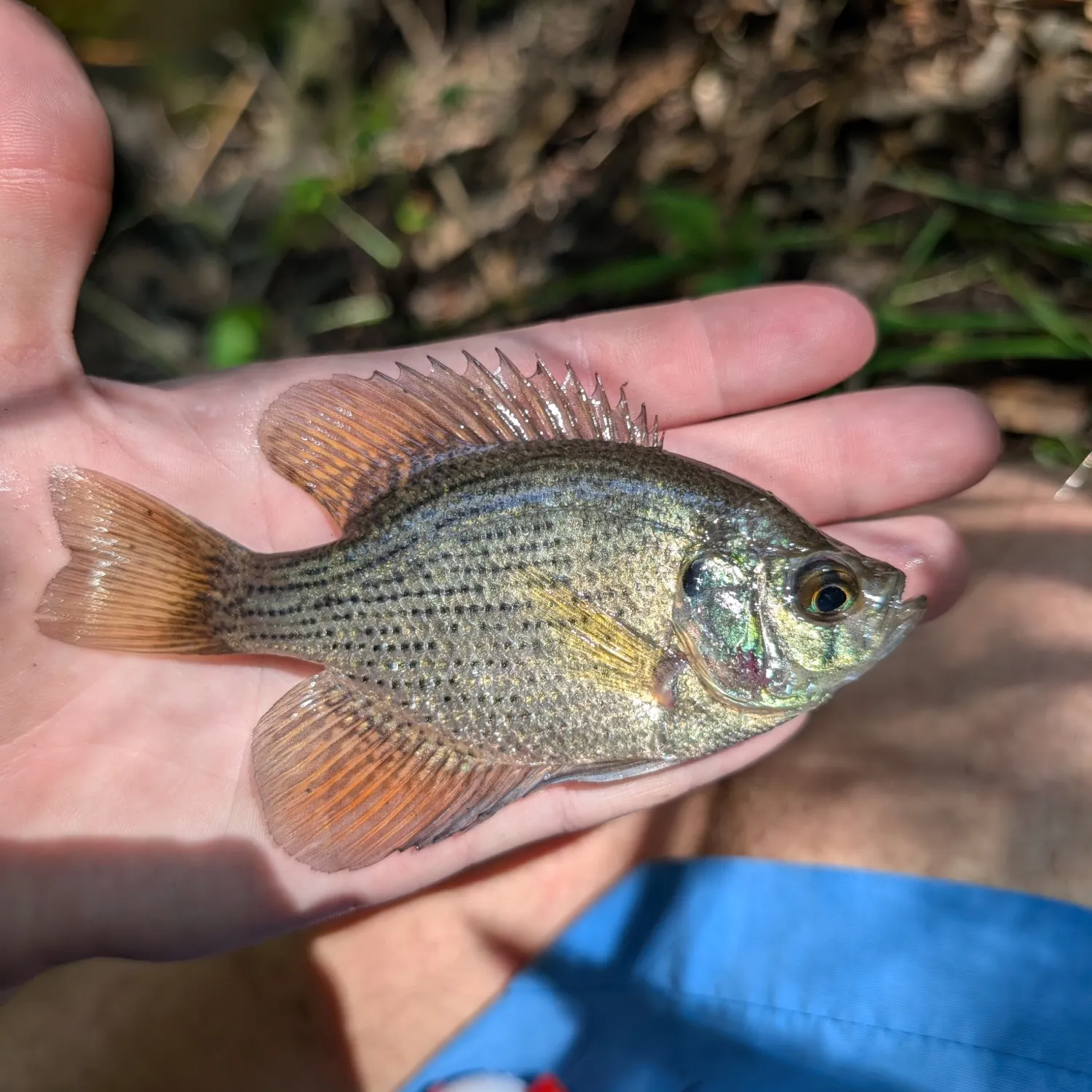 Flier caught on Fishbrain