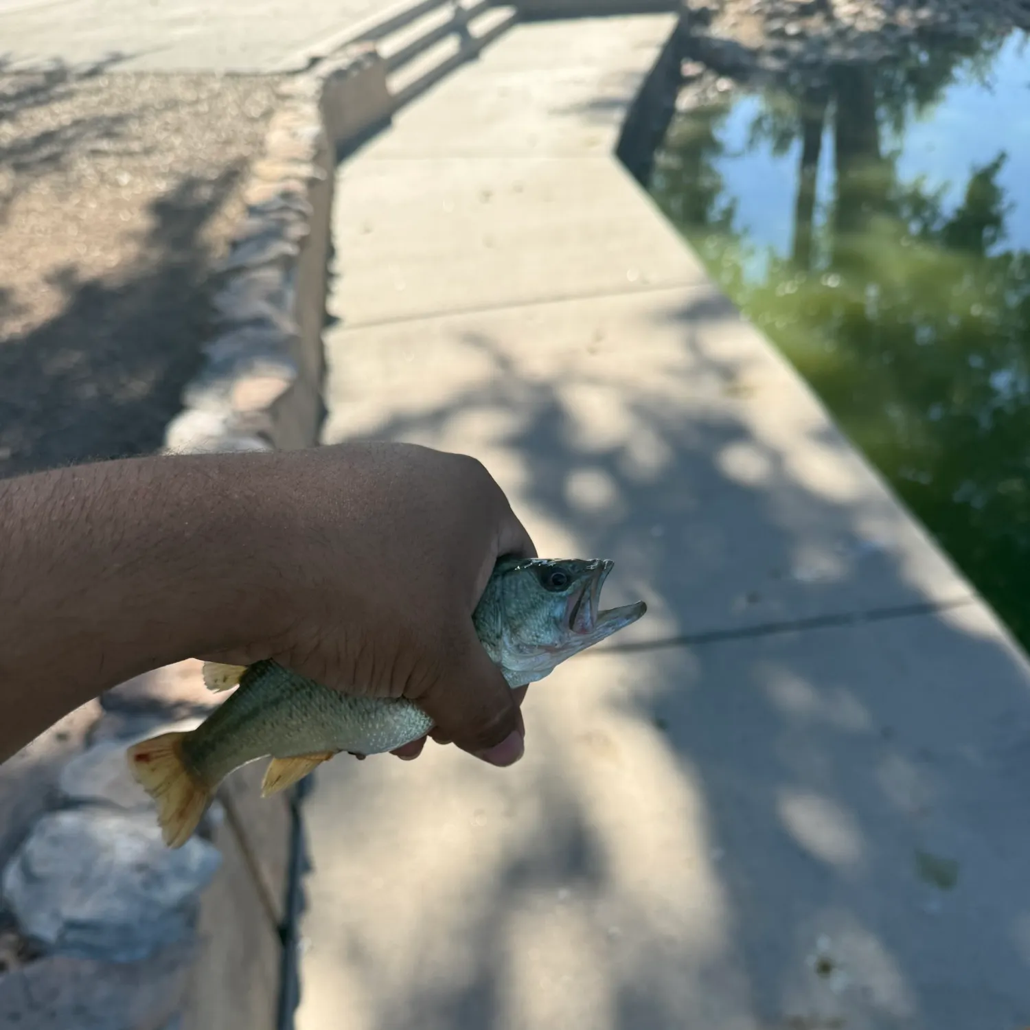 Largemouth bass caught on Fishbrain