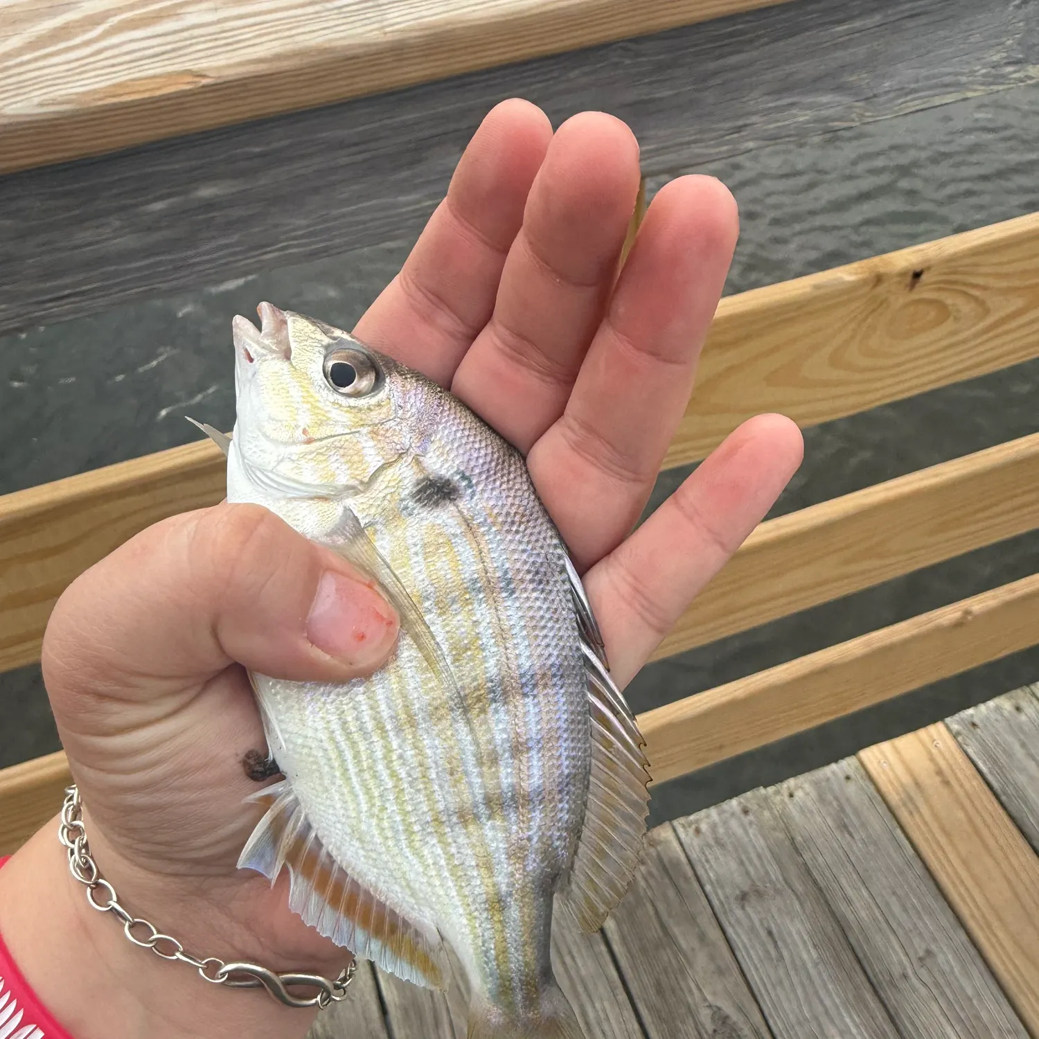 Pinfish caught on Fishbrain