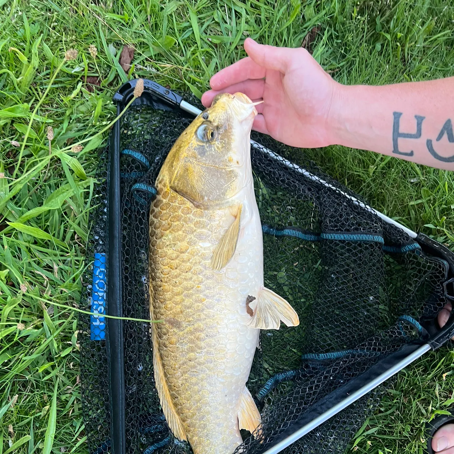 Fish caught on Fishbrain