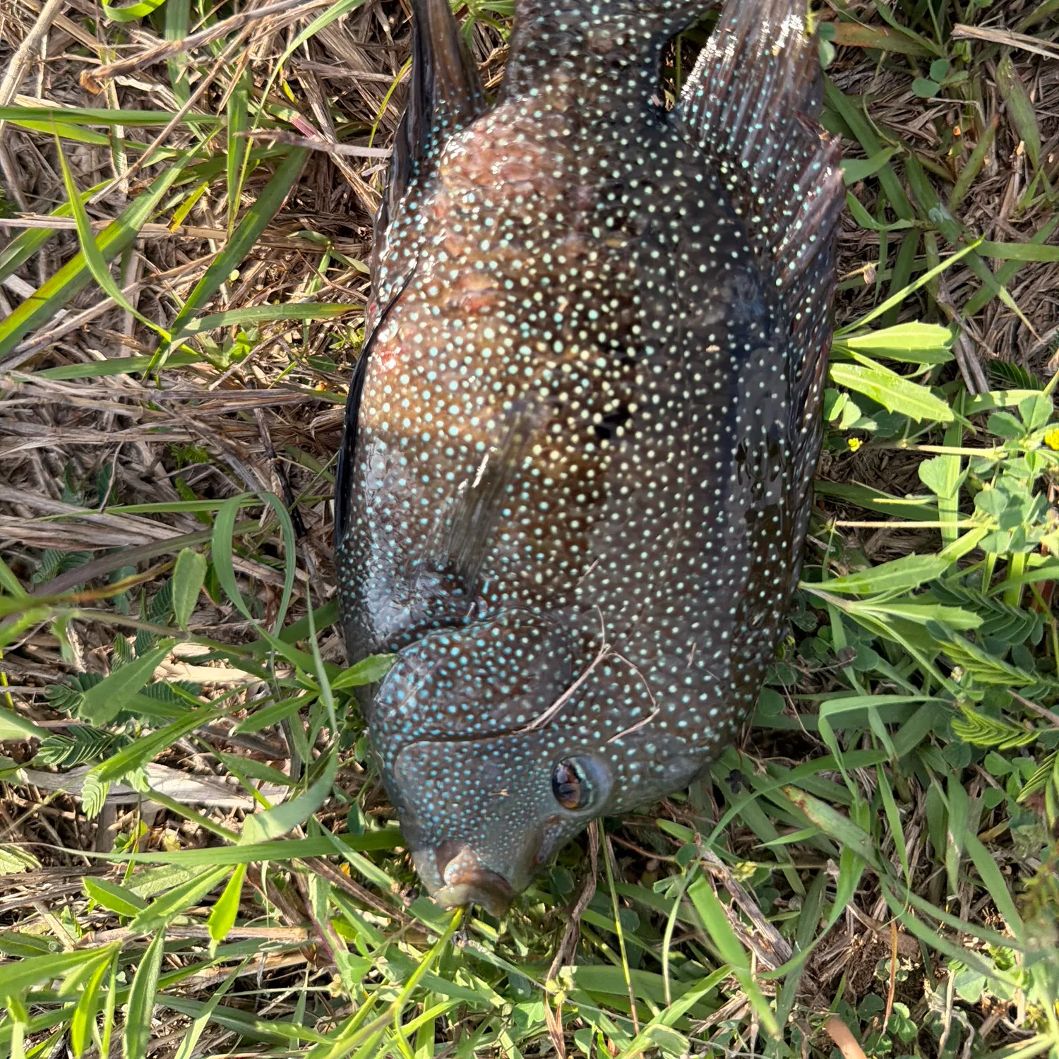The most recent Rio Grande cichlid catches on Fishbrain