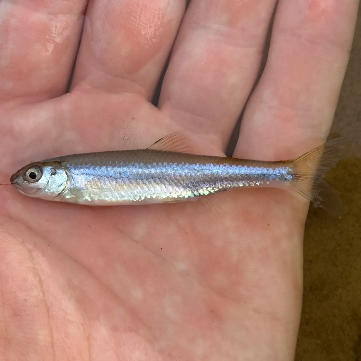 Fish caught on Fishbrain