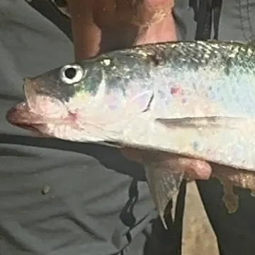 The most recent Hickory shad catches on Fishbrain