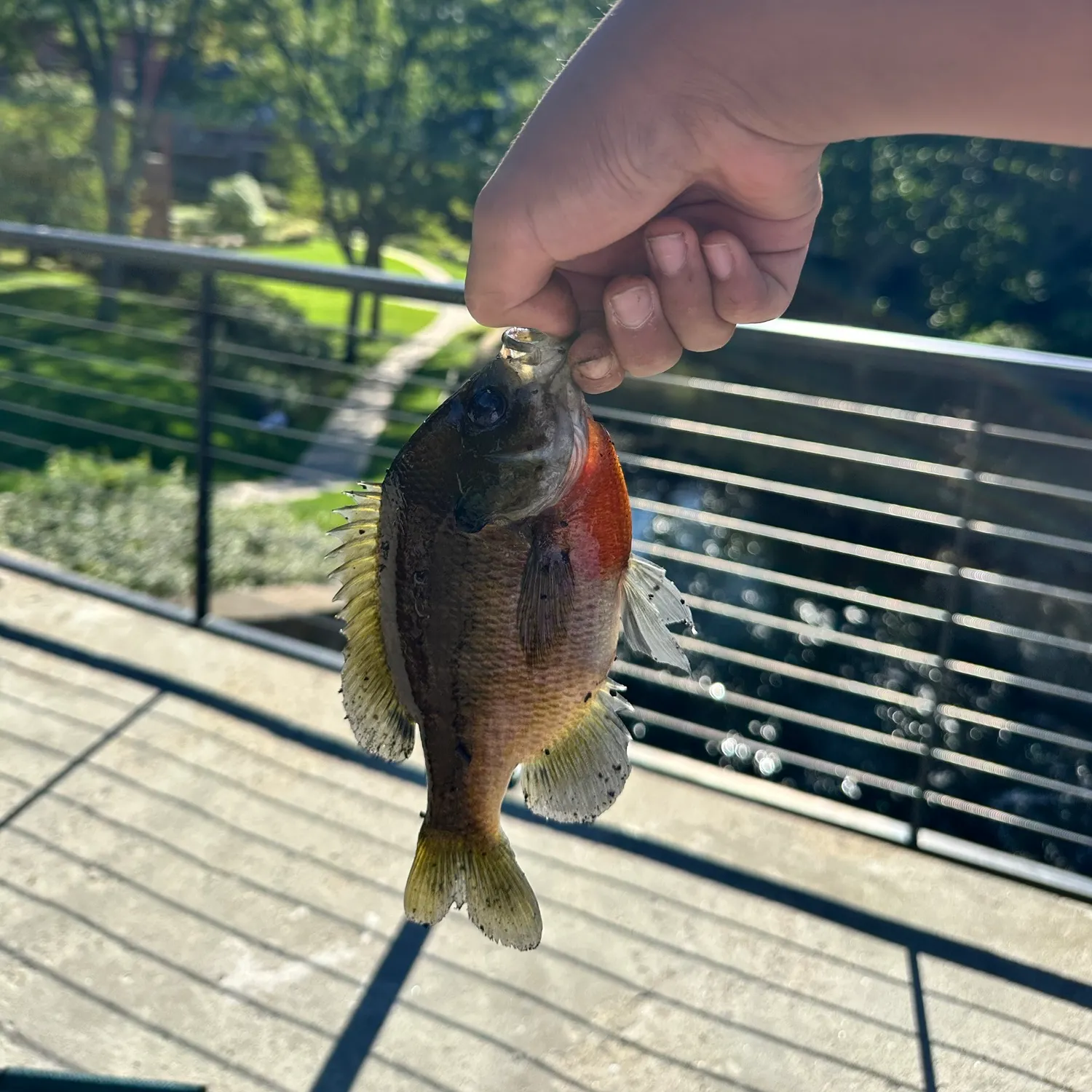 Bluegill caught on Fishbrain