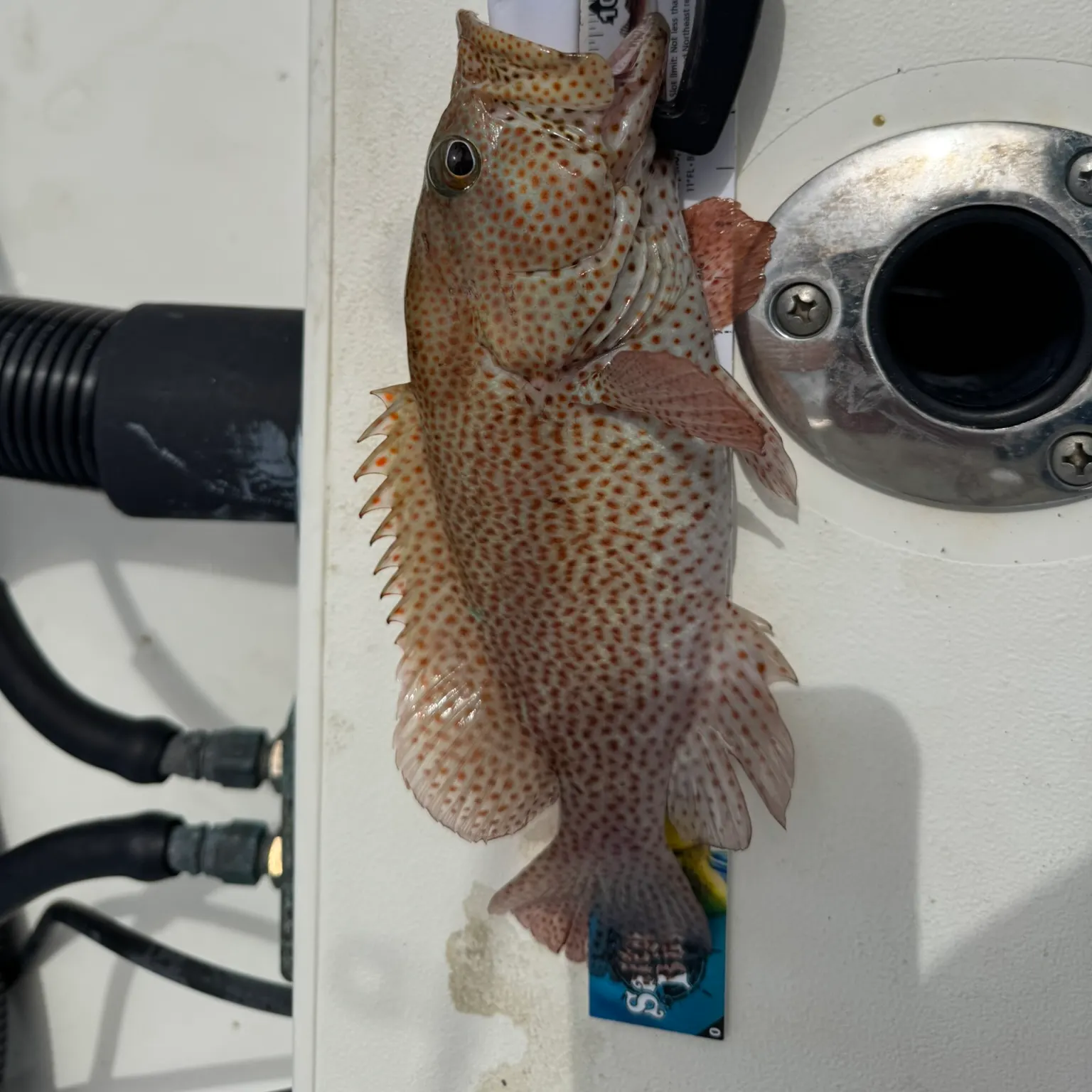 The most recent Graysby grouper catches on Fishbrain