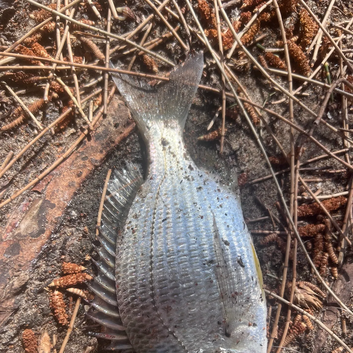 Surf bream caught on Fishbrain