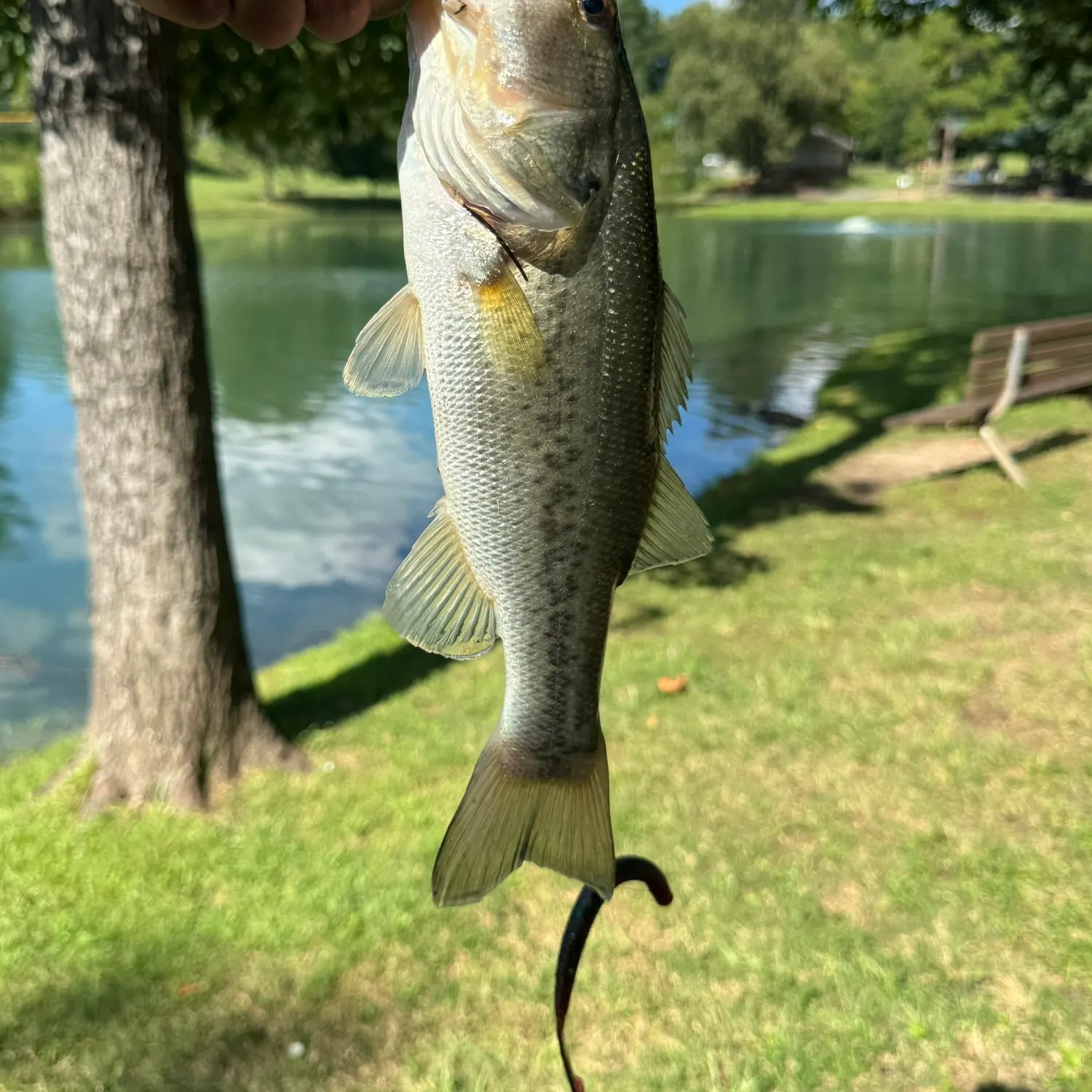 Largemouth bass caught on Fishbrain