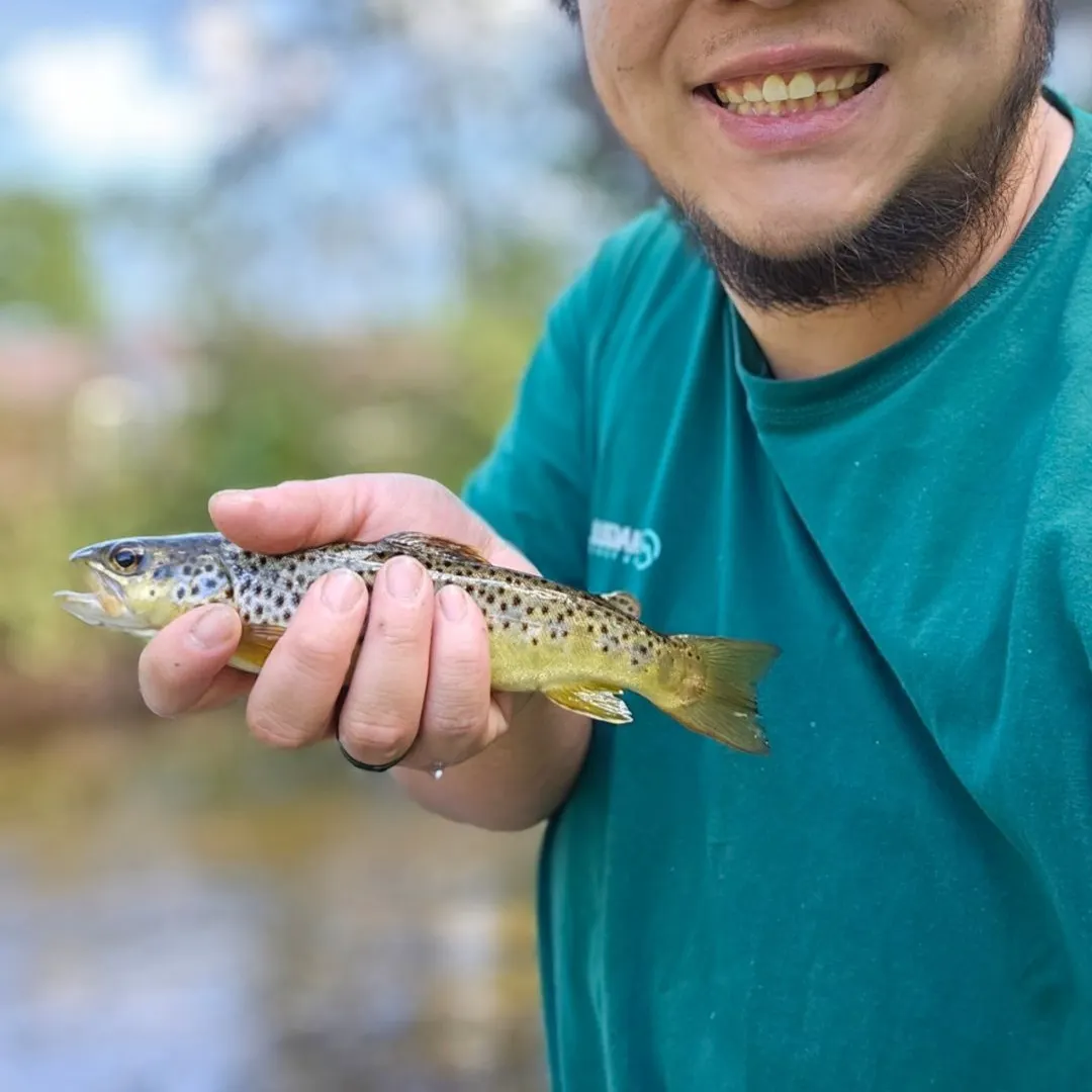Brown trout caught on Fishbrain
