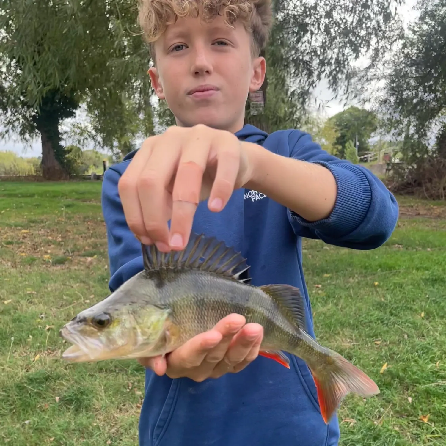 European perch caught on Fishbrain