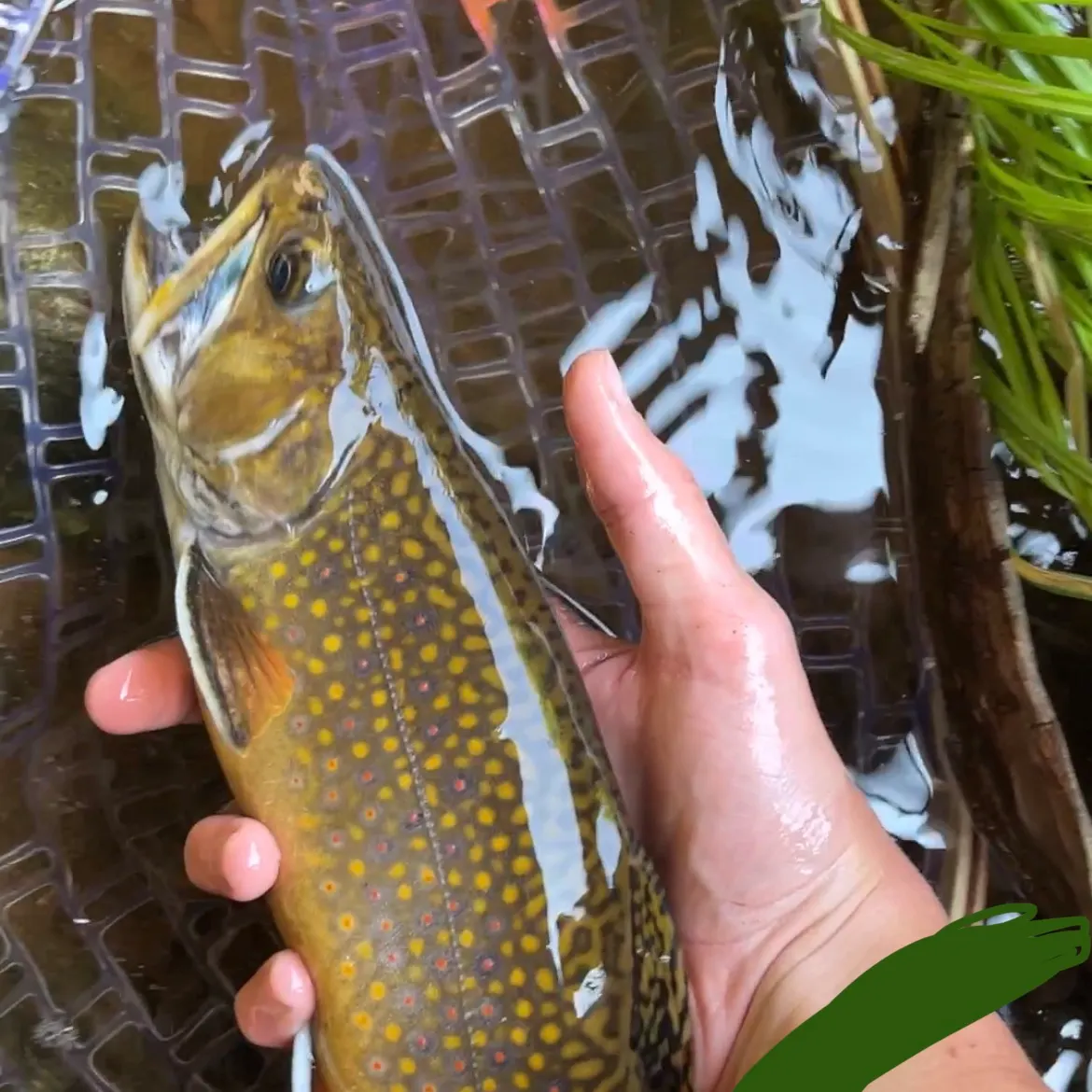 Brook trout caught on Fishbrain