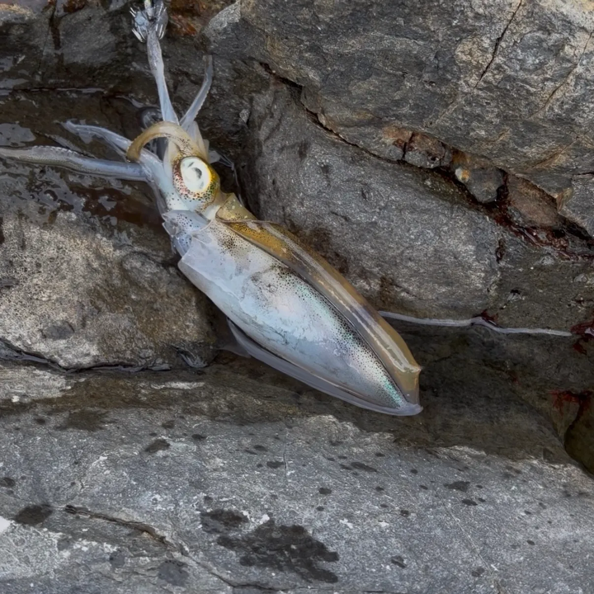 The most recent Bigfin reef squid catches on Fishbrain