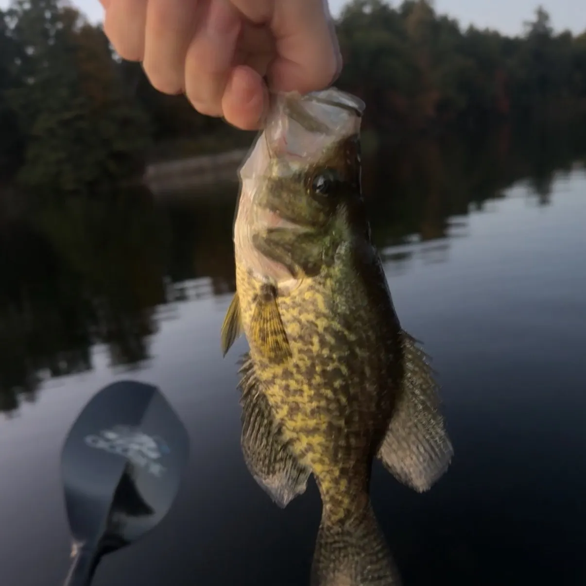 Black crappie caught on Fishbrain