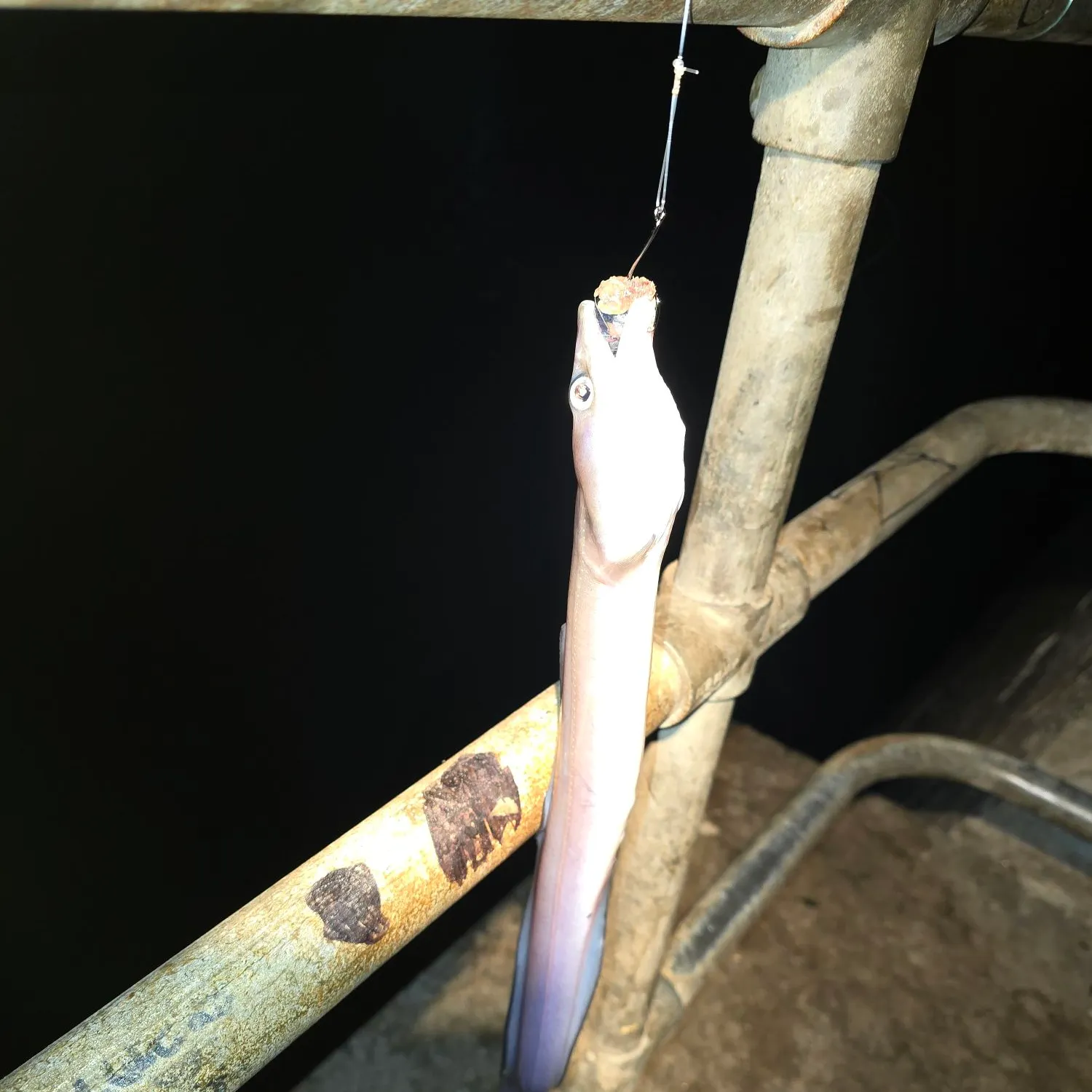 The most recent European conger catches on Fishbrain