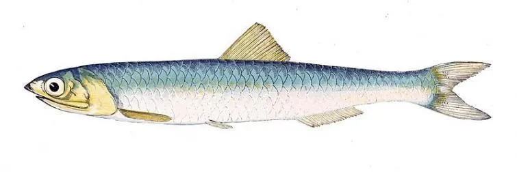 Baitfish