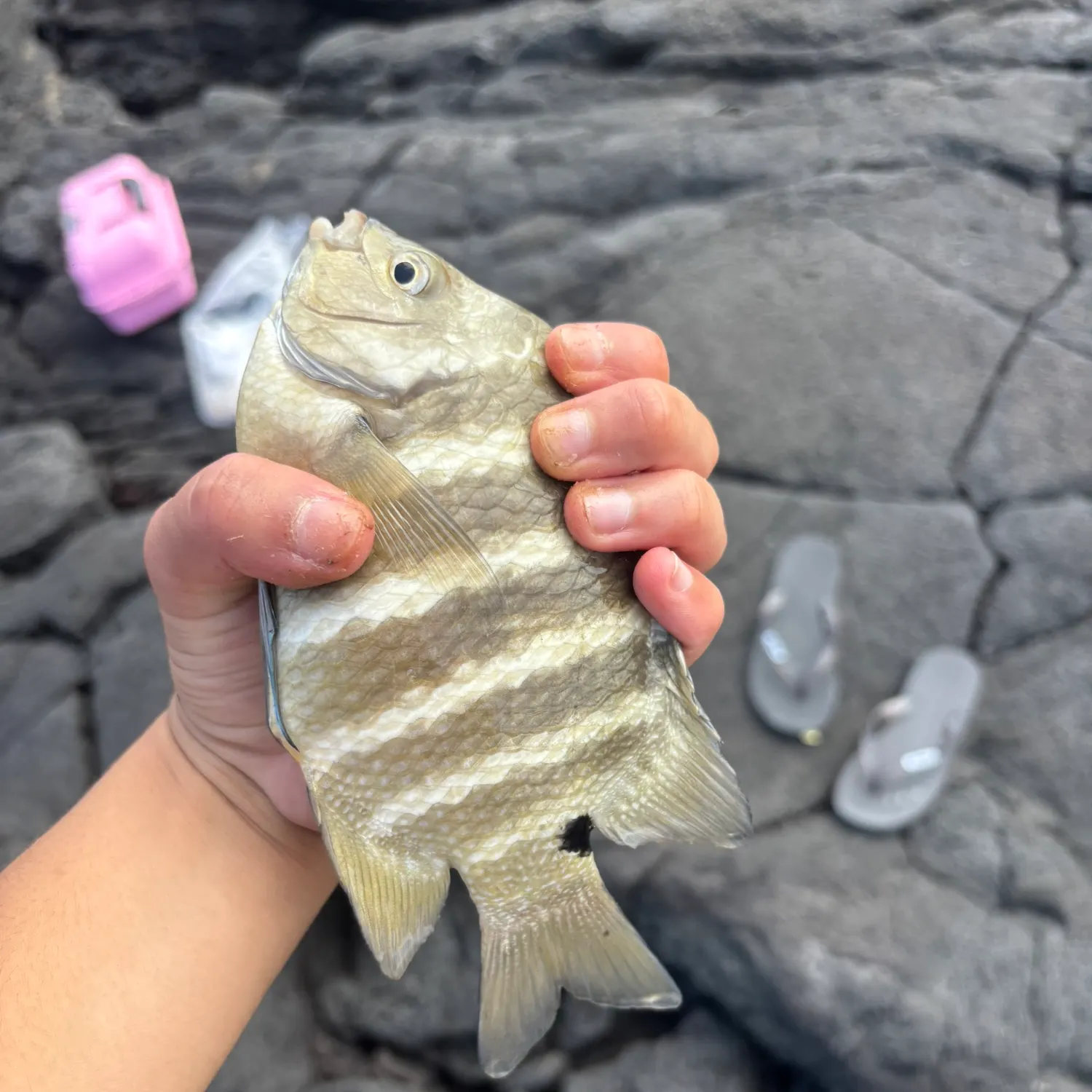 catch