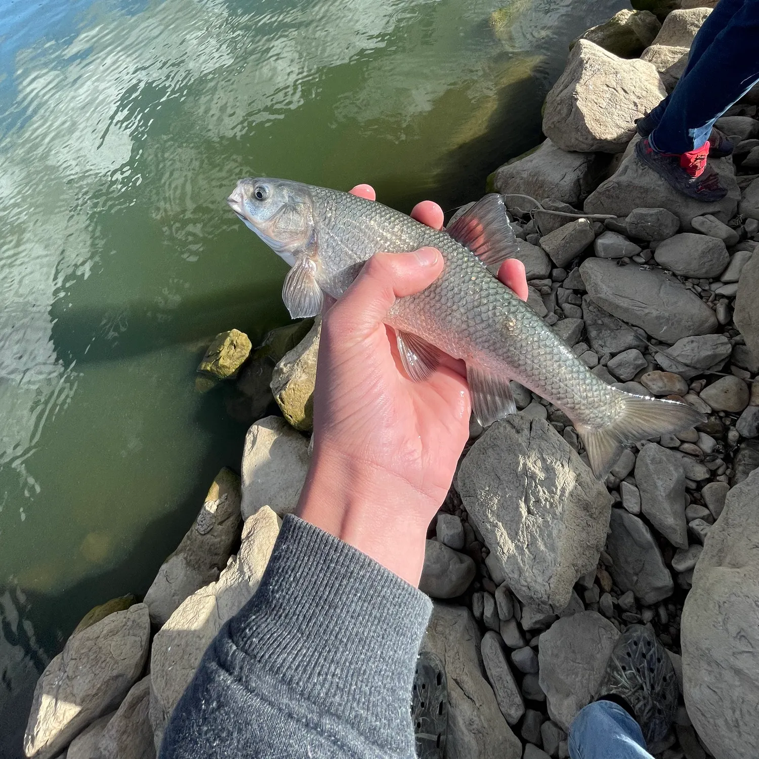 The most recent Utah chub catches on Fishbrain