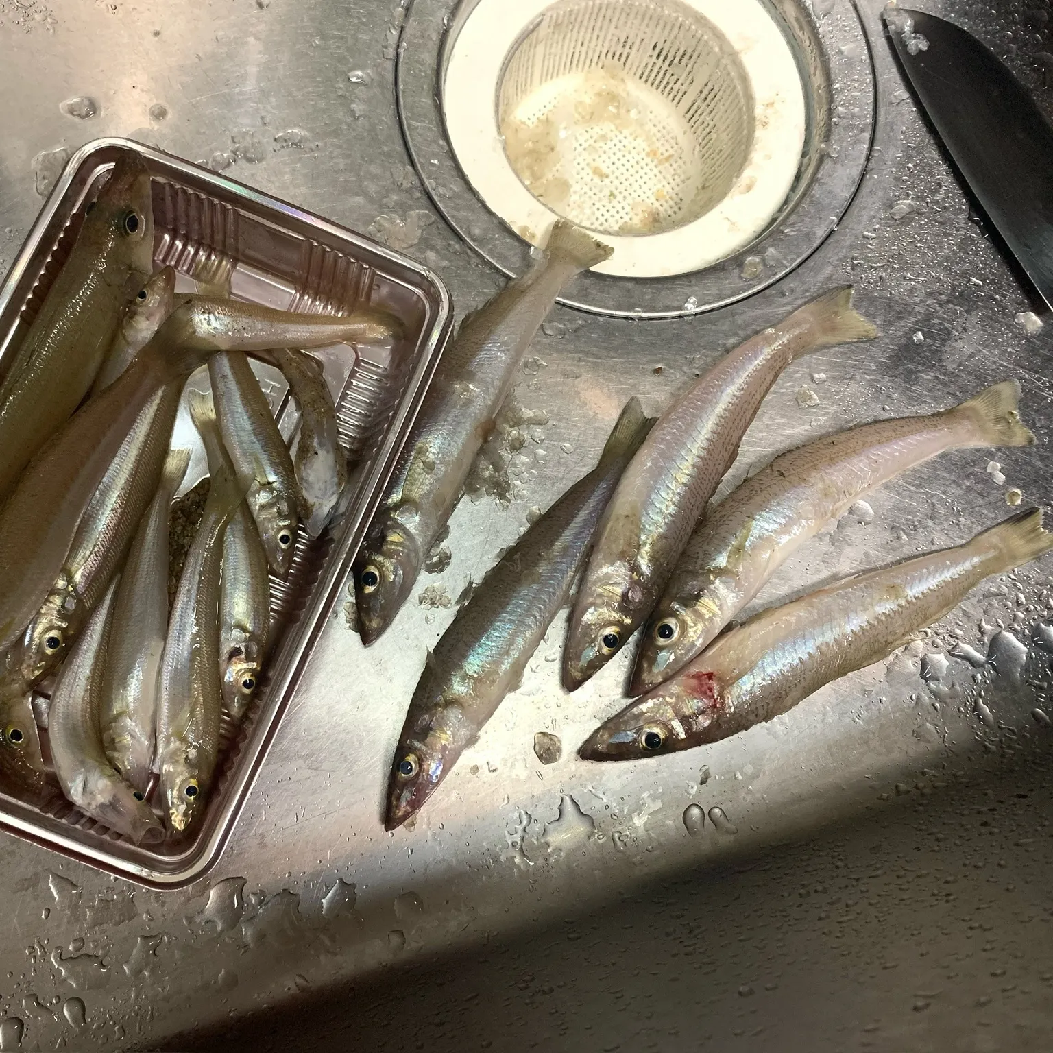 The most recent Surf smelt catches on Fishbrain