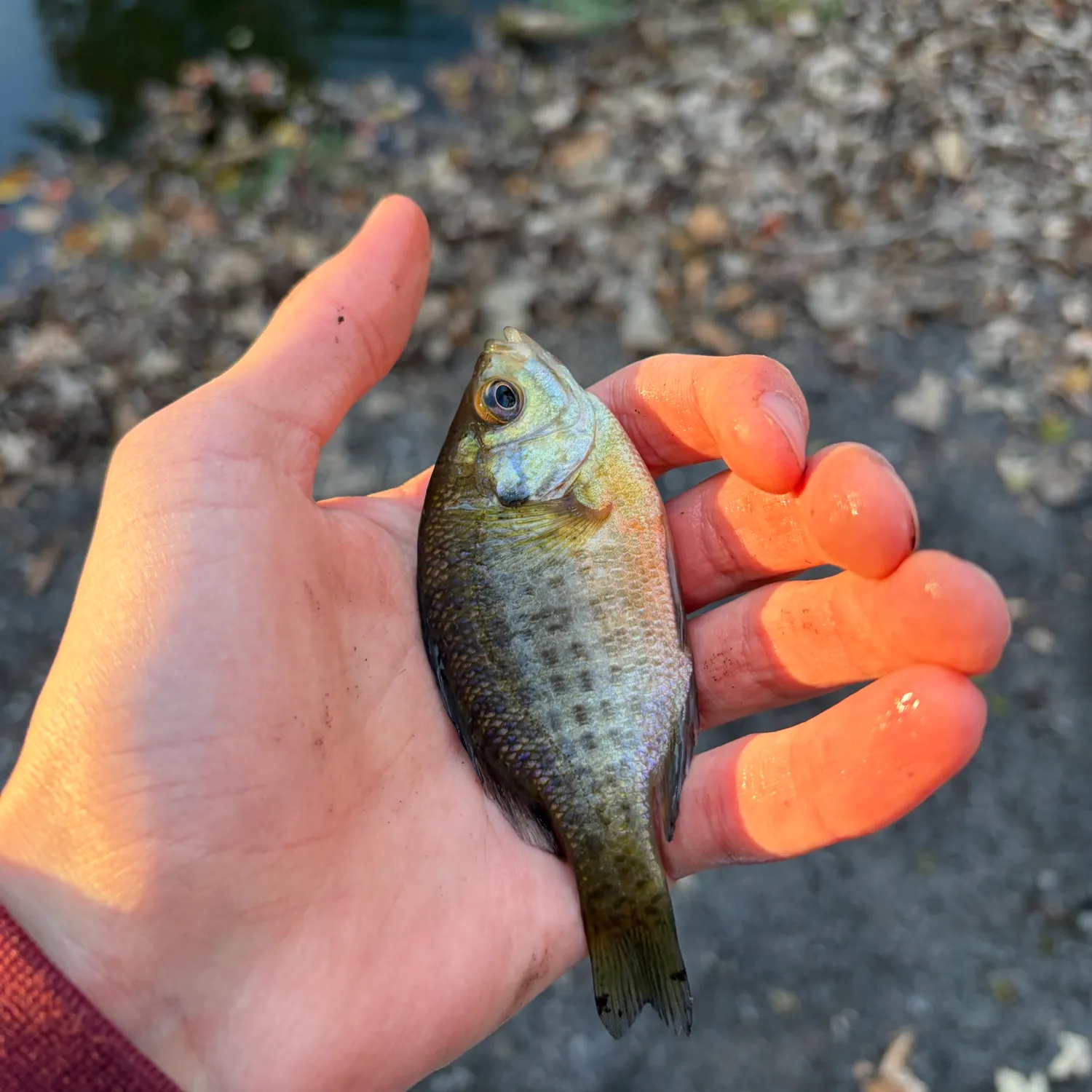 Bluegill caught on Fishbrain