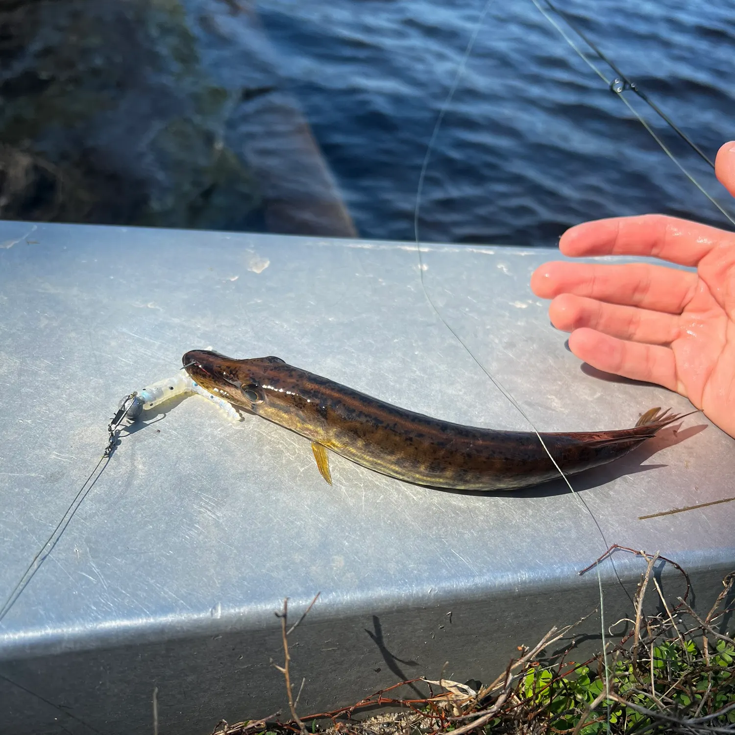 The most recent Chain pickerel catches on Fishbrain