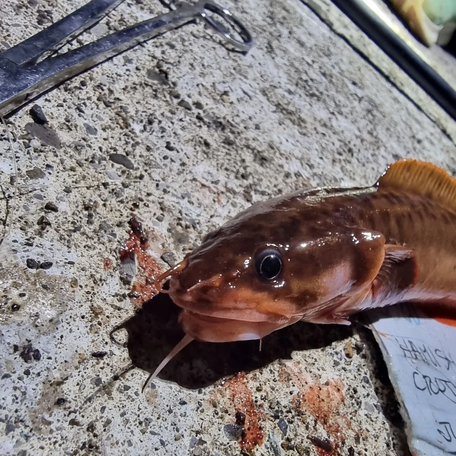 The most recent Three-bearded rockling catches on Fishbrain