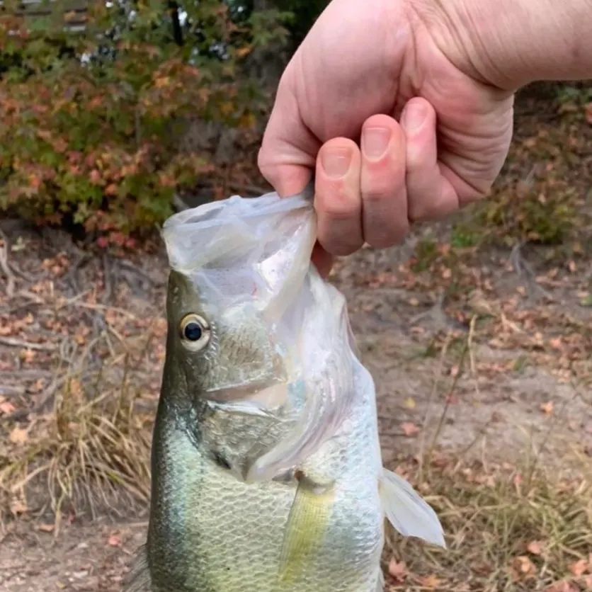 The most recent White crappie catches on Fishbrain