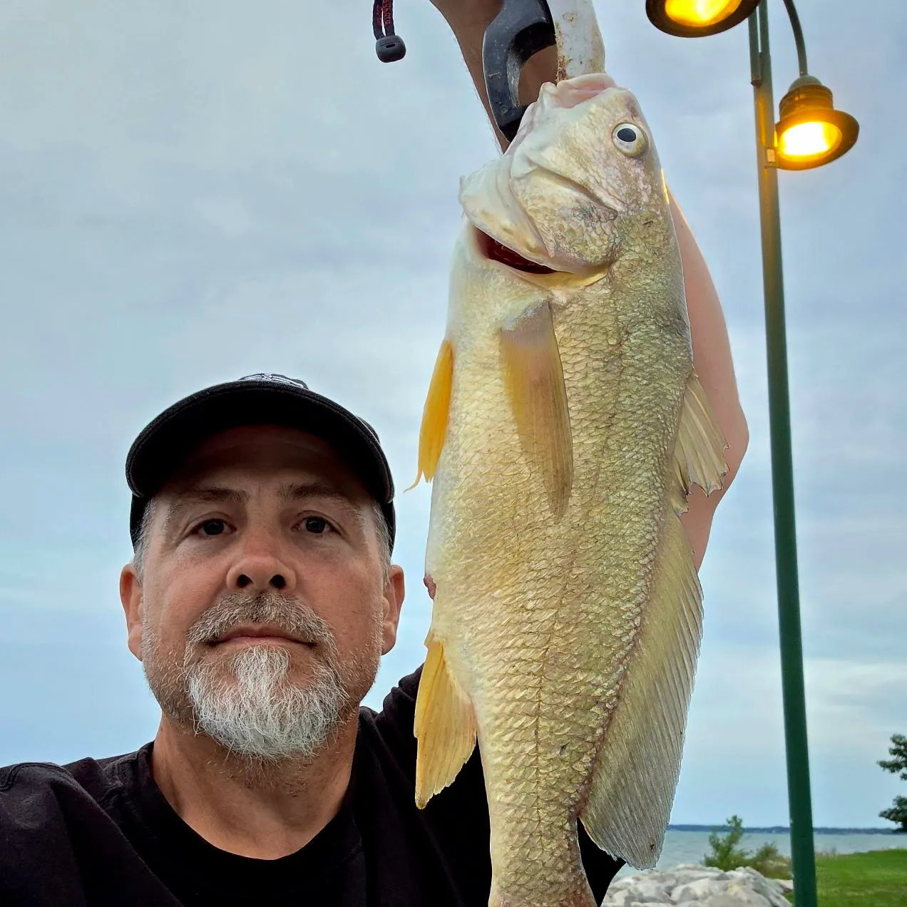 Freshwater drum caught on Fishbrain