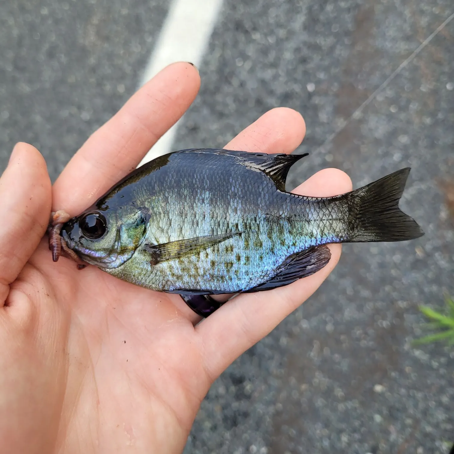Bluegill caught on Fishbrain