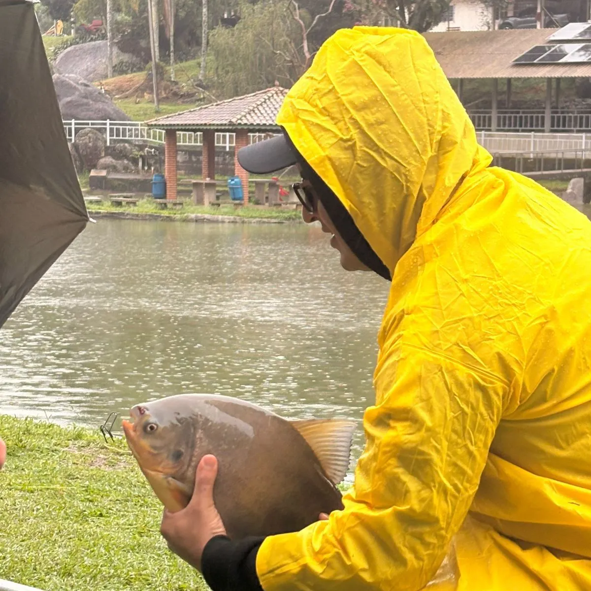 The most recent Small-scaled pacu catches on Fishbrain