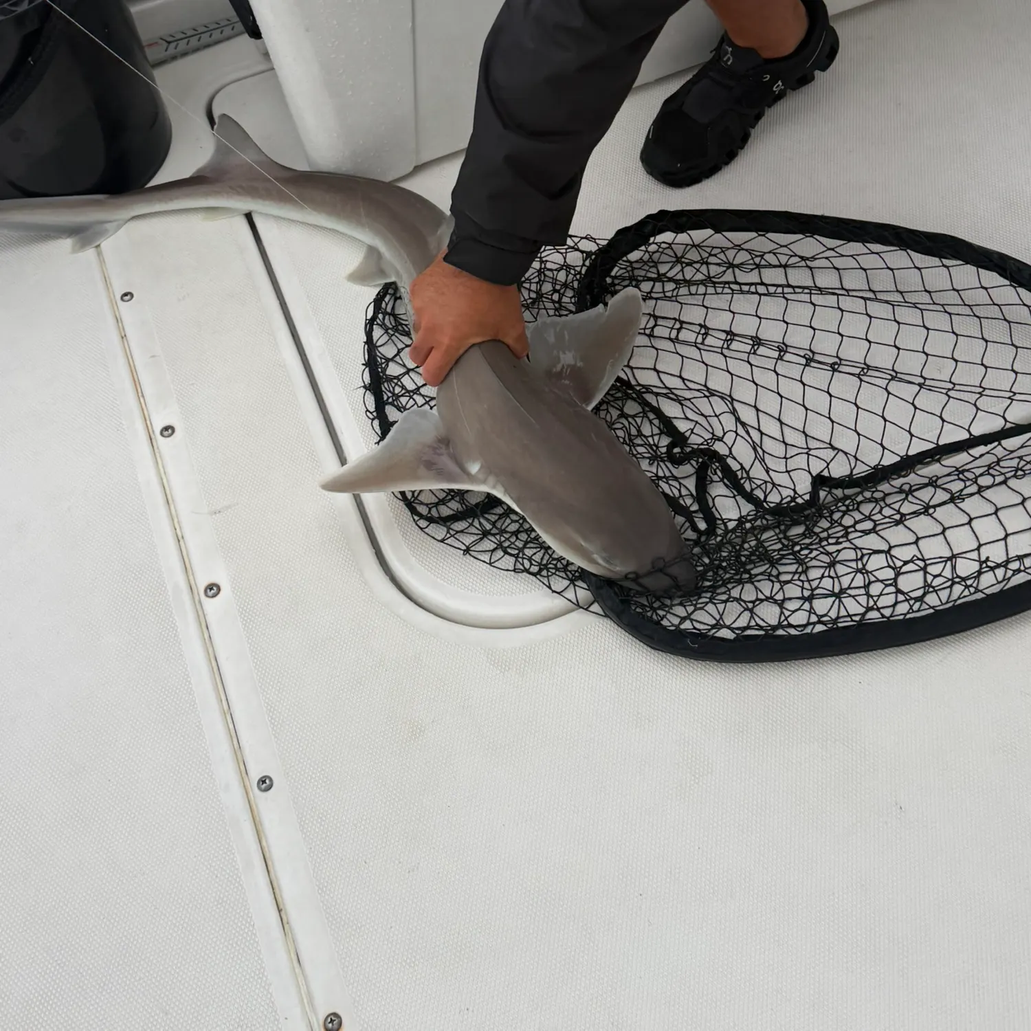 Dusky smooth-hound caught on Fishbrain