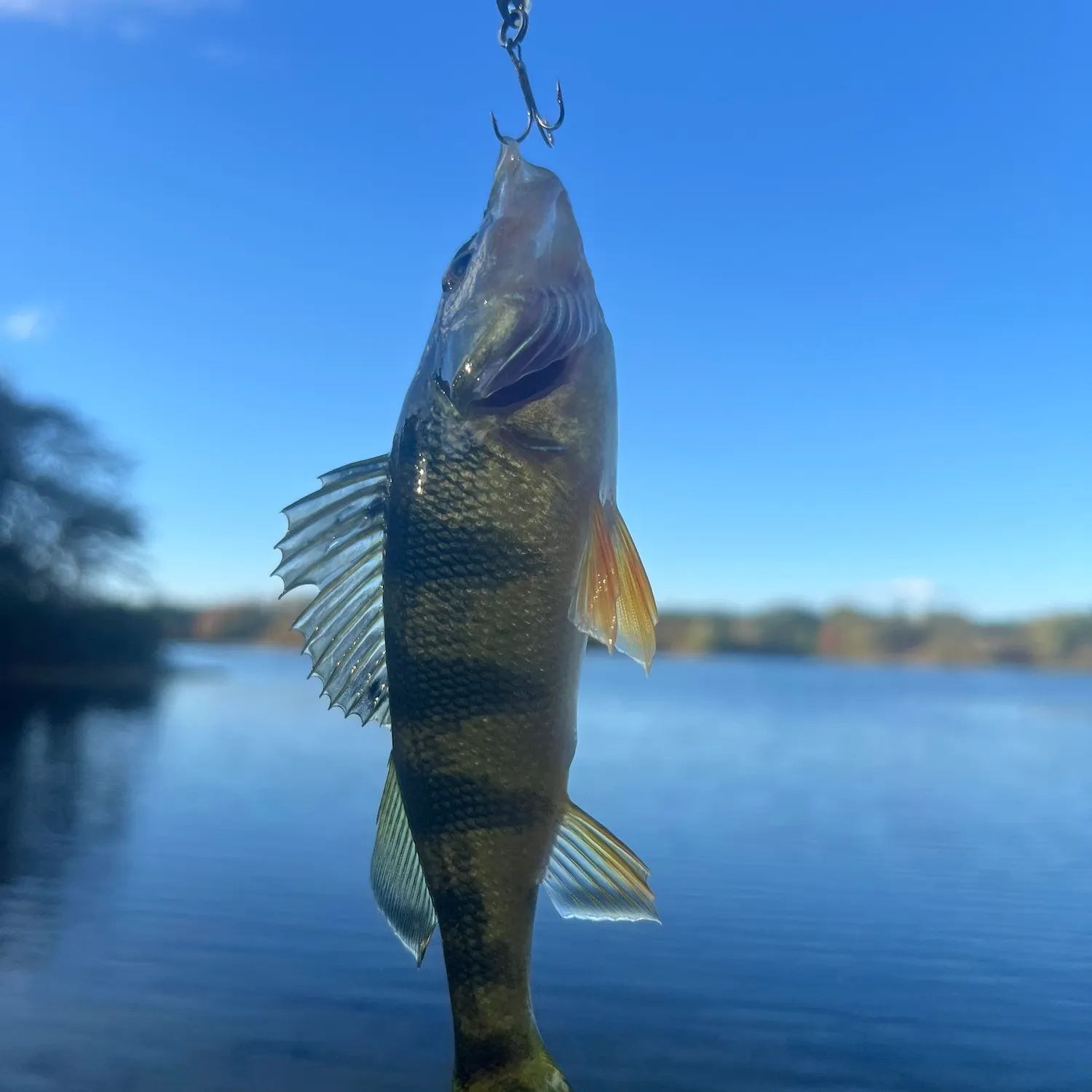 Yellow perch caught on Fishbrain