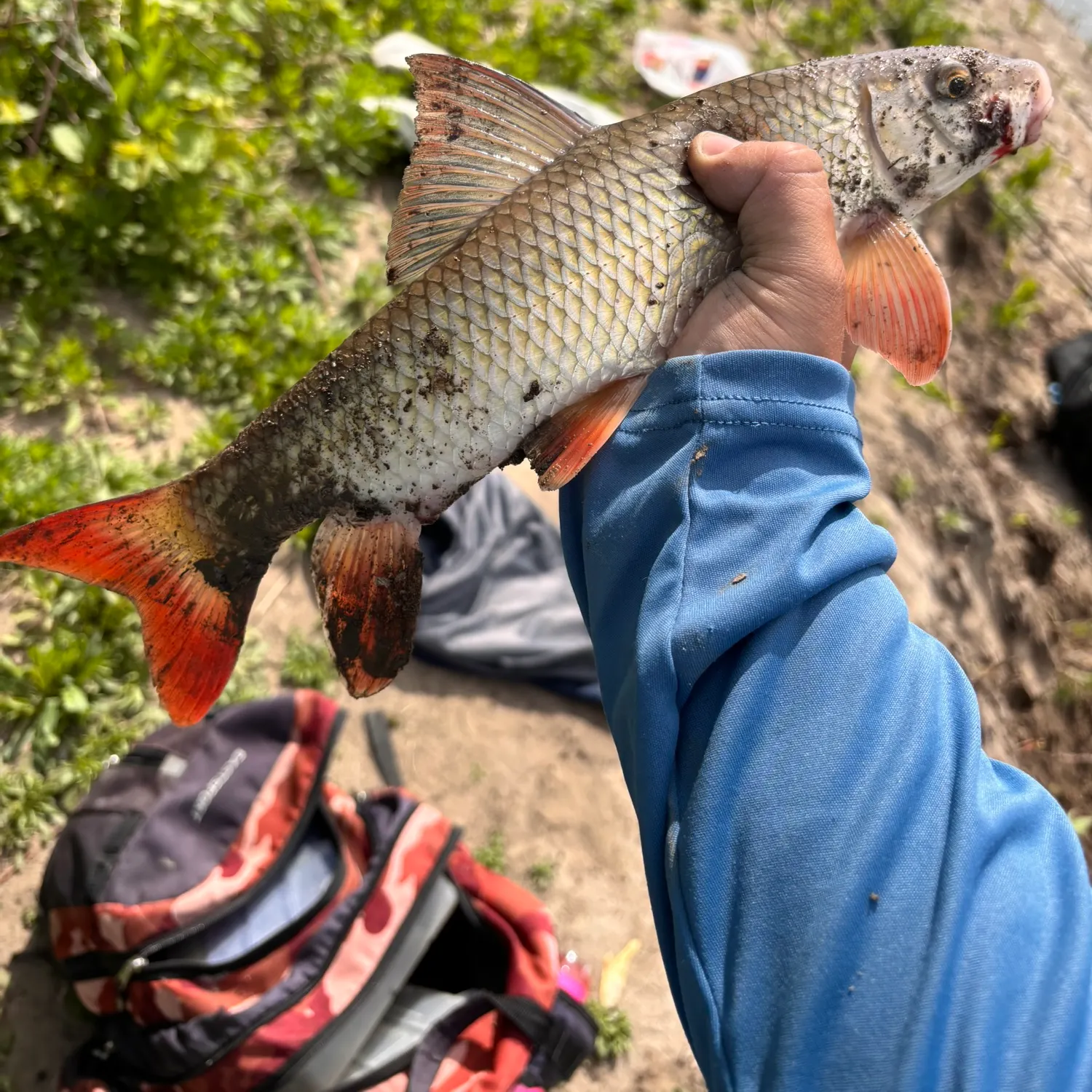 The most recent Shorthead redhorse catches on Fishbrain