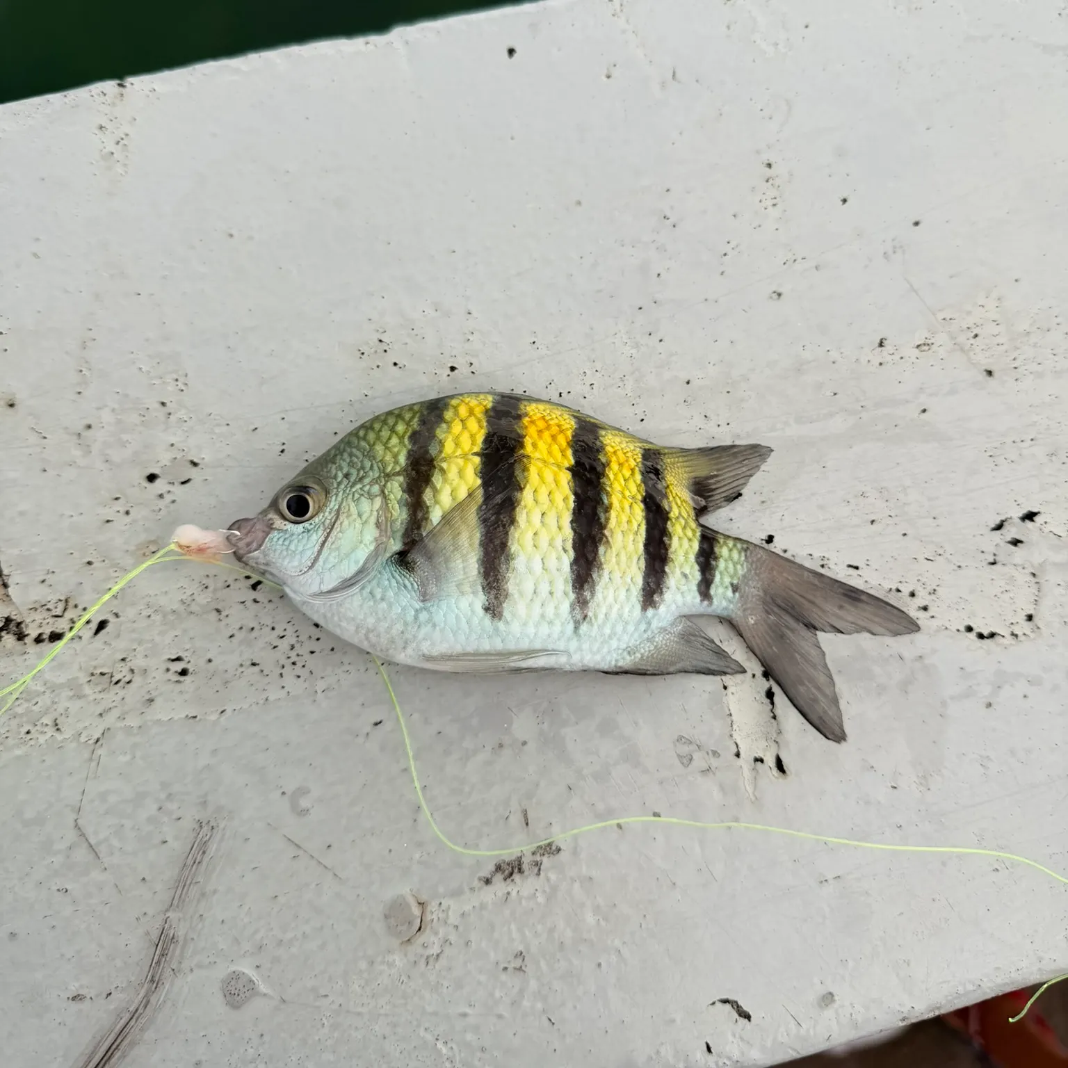 The most recent Panamic sergeant major catches on Fishbrain