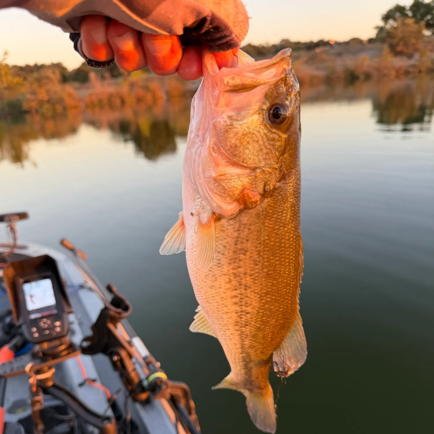 Largemouth bass caught on Fishbrain