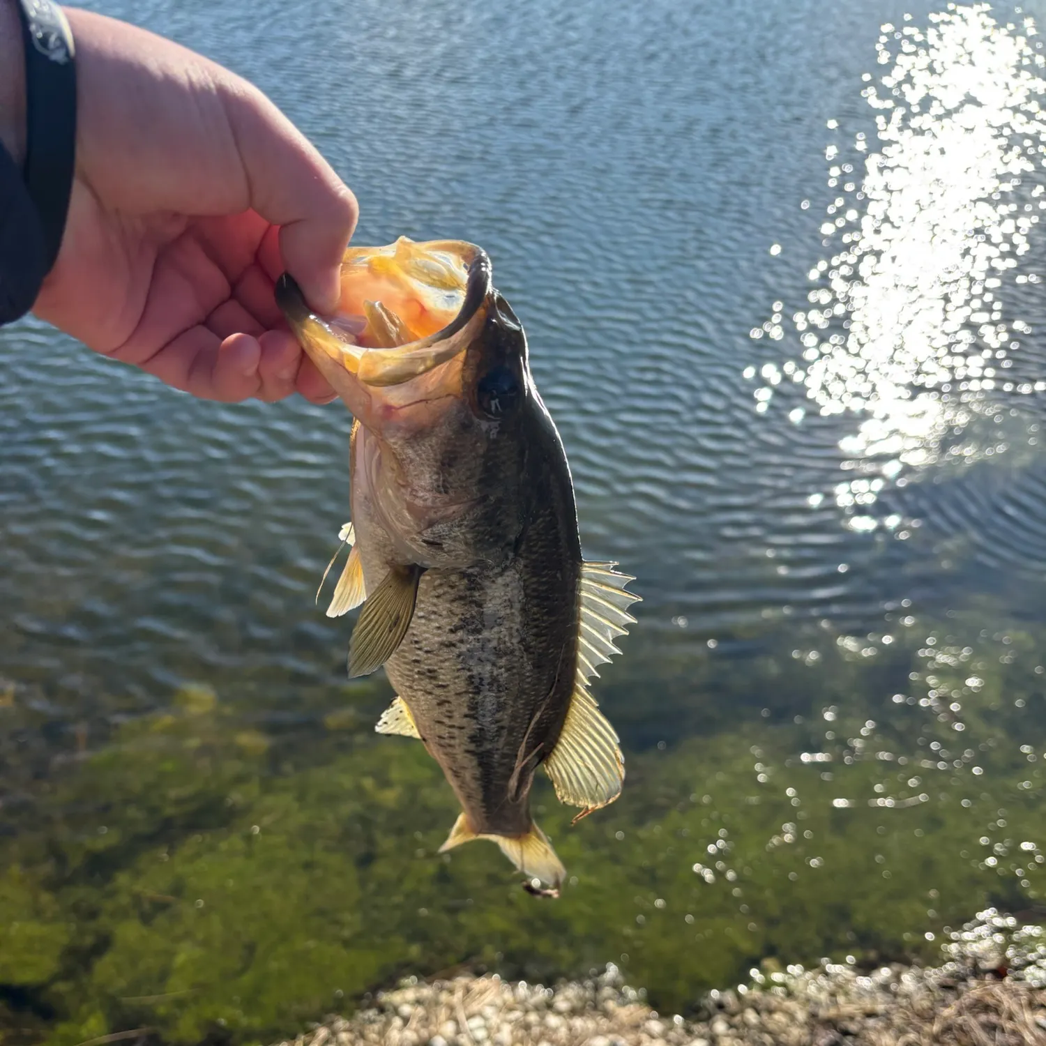 Largemouth bass caught on Fishbrain