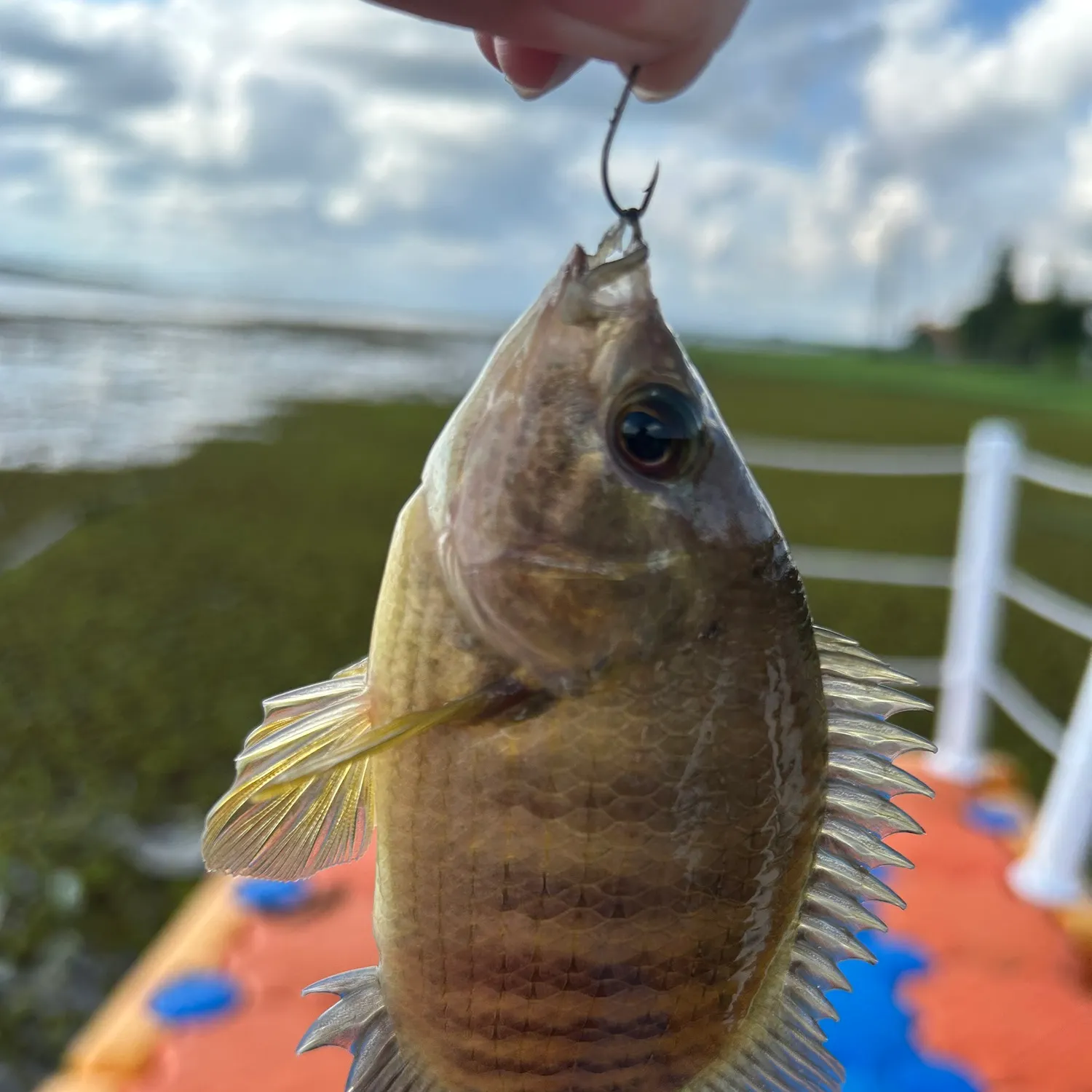 The most recent Malayan leaffish catches on Fishbrain
