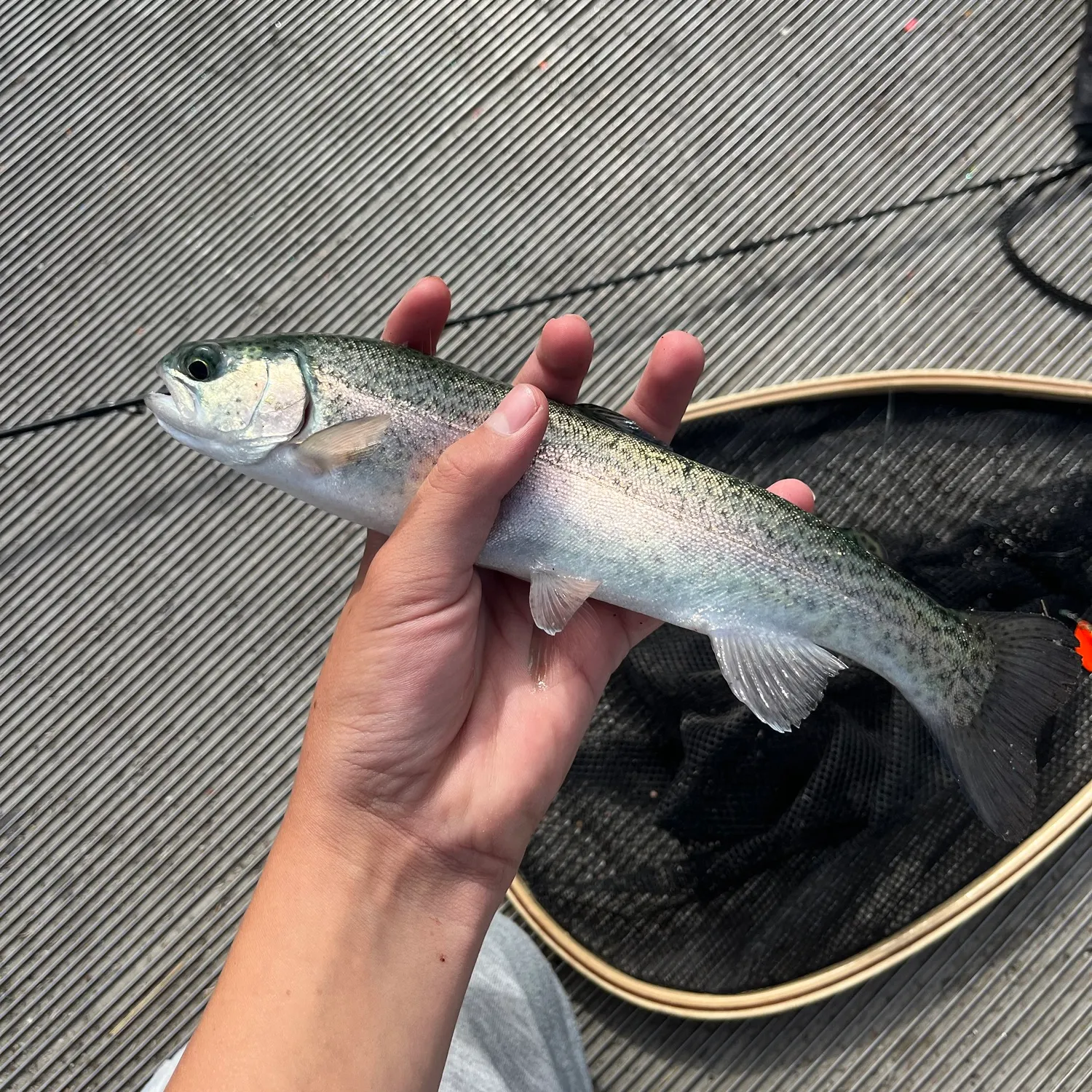 Rainbow trout caught on Fishbrain