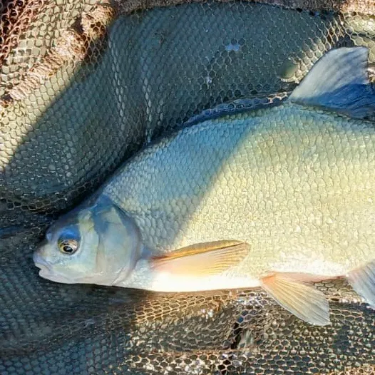 Common bream caught on Fishbrain