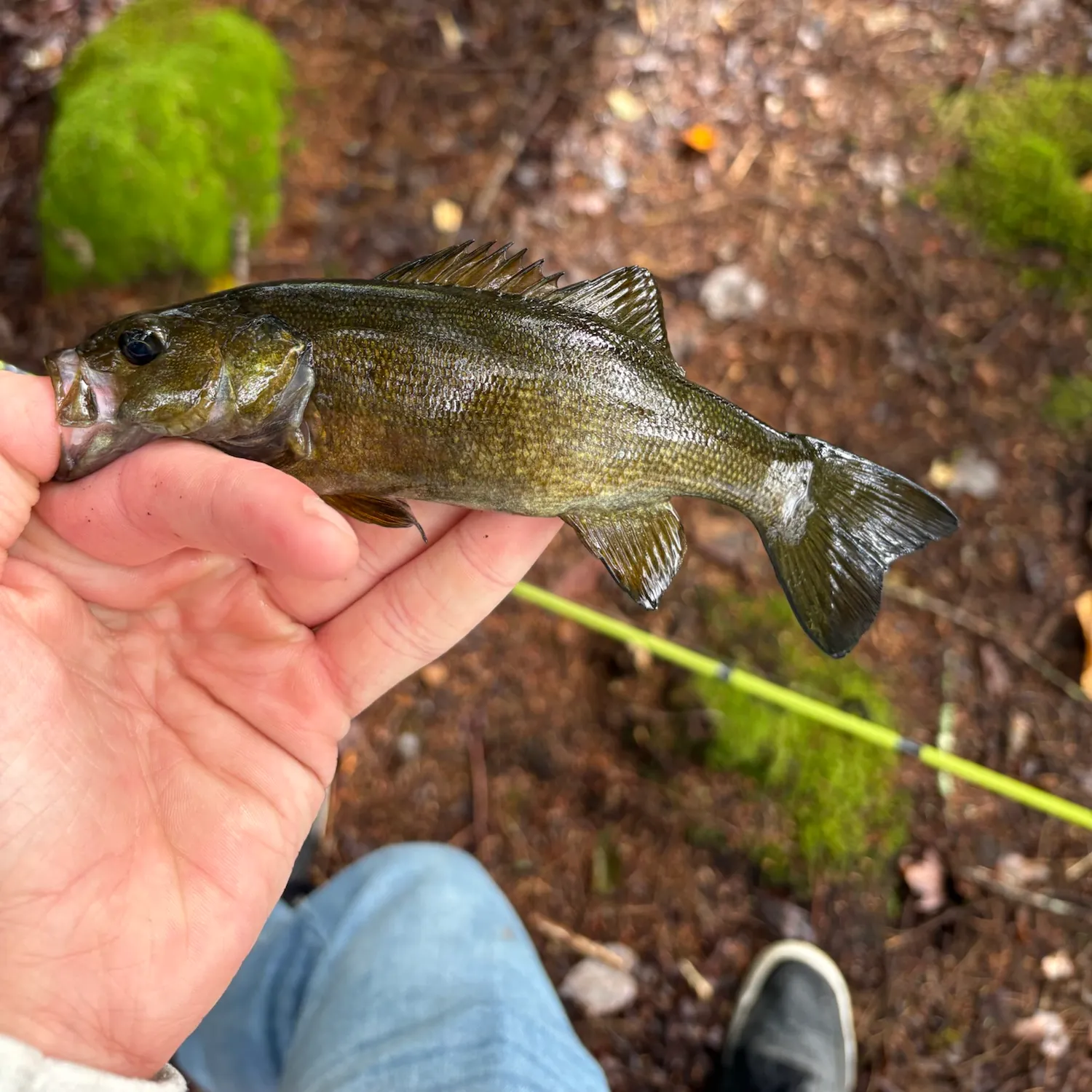 Smallmouth bass caught on Fishbrain