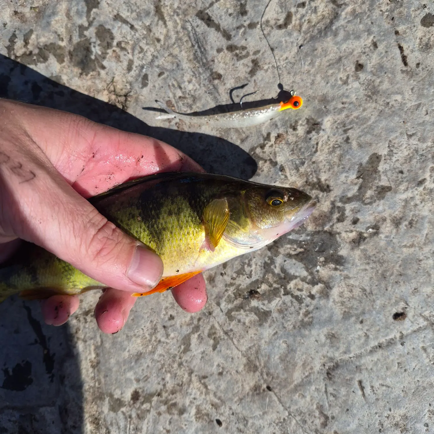 Yellow perch caught on Fishbrain