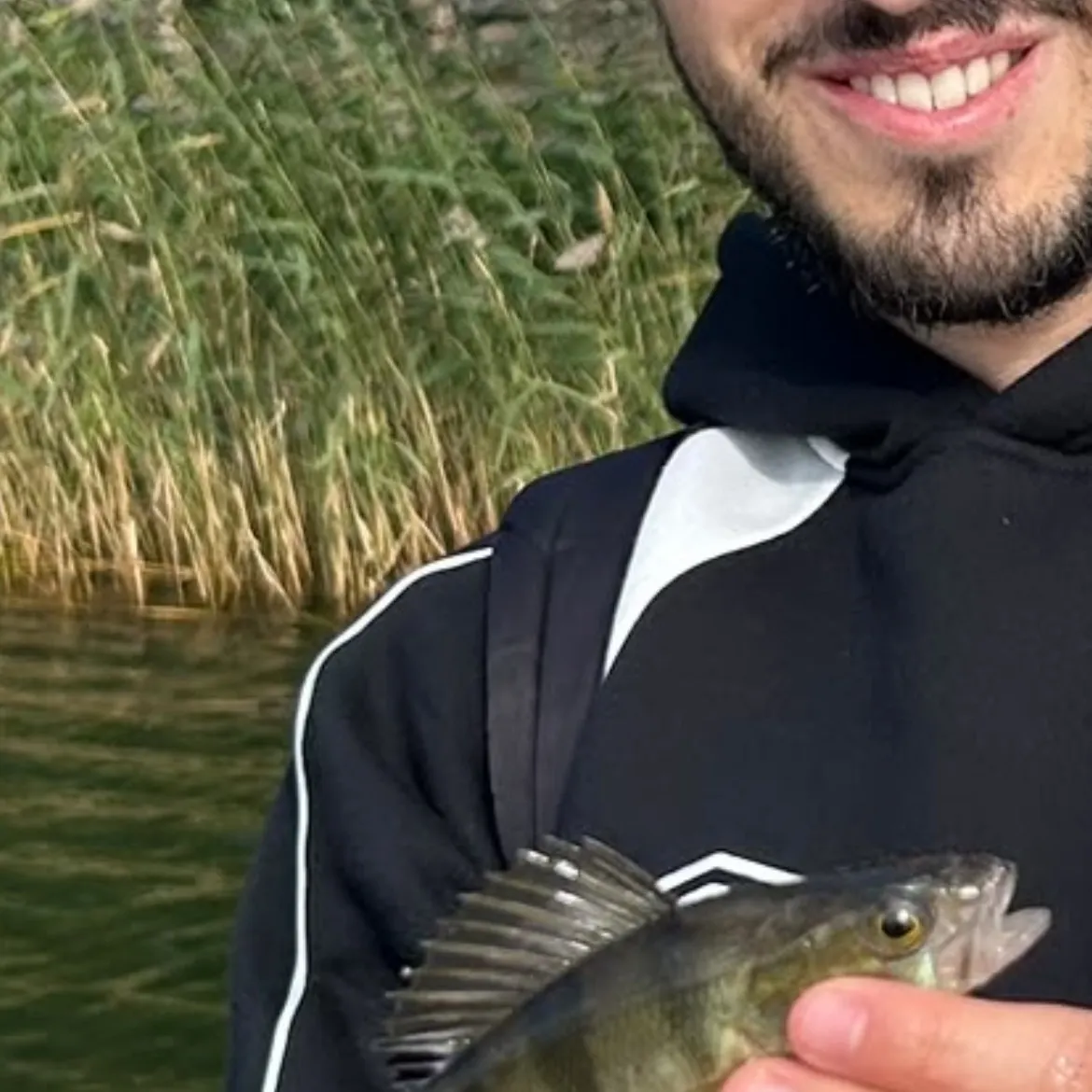 European perch caught on Fishbrain