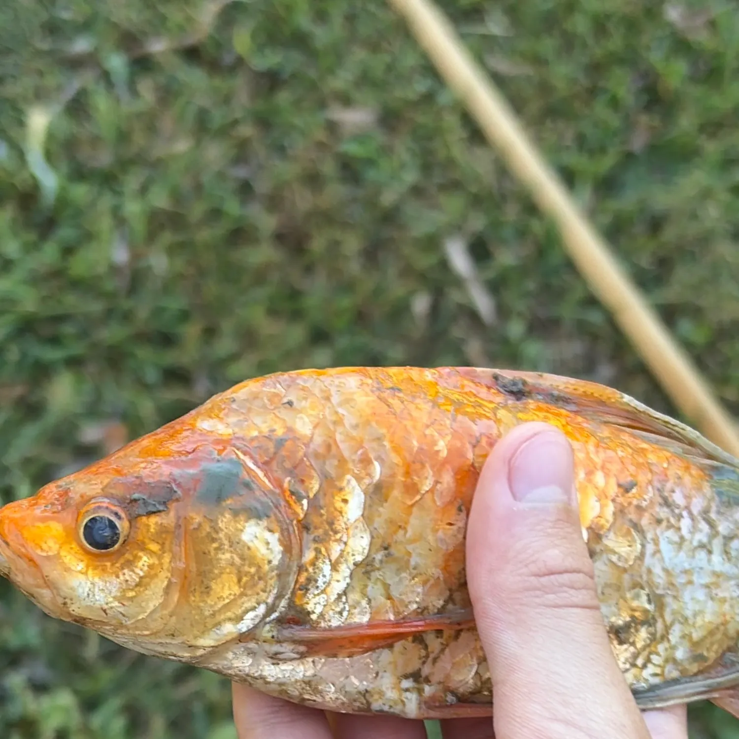 Goldfish caught on Fishbrain