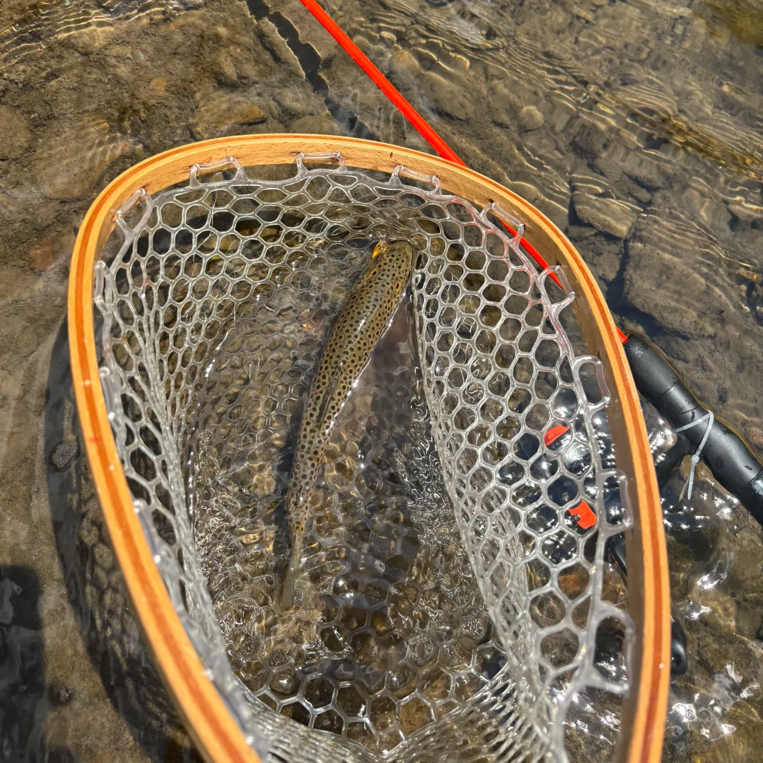 The most recent Brown trout catches on Fishbrain