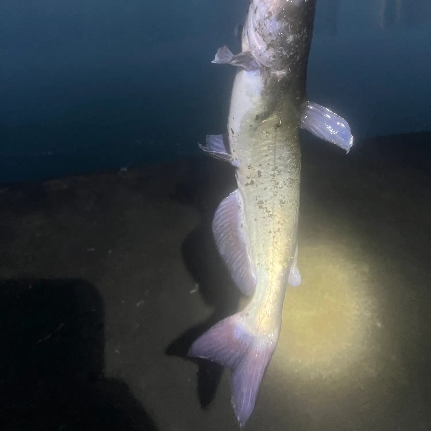 Channel catfish caught on Fishbrain
