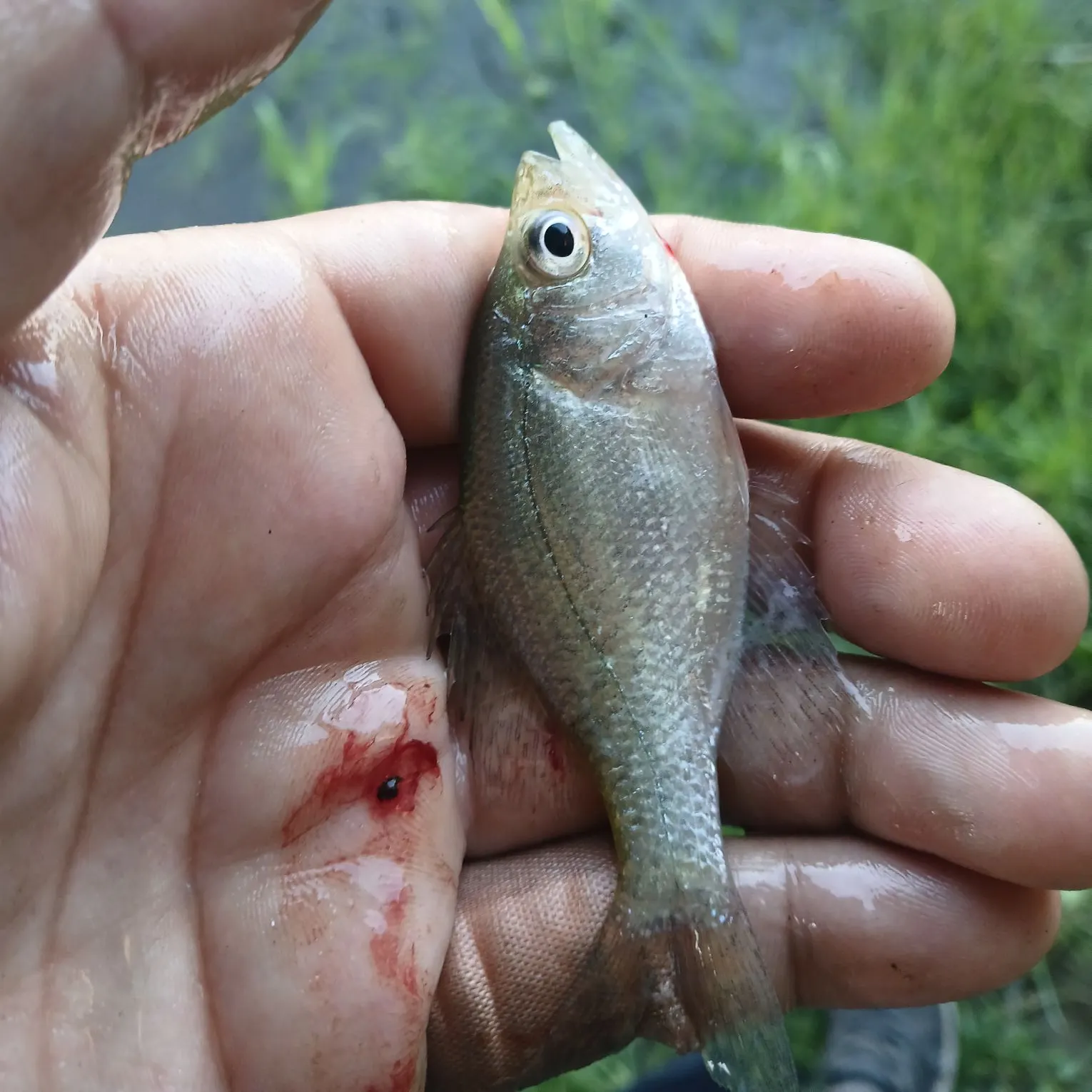 The most recent American shad catches on Fishbrain