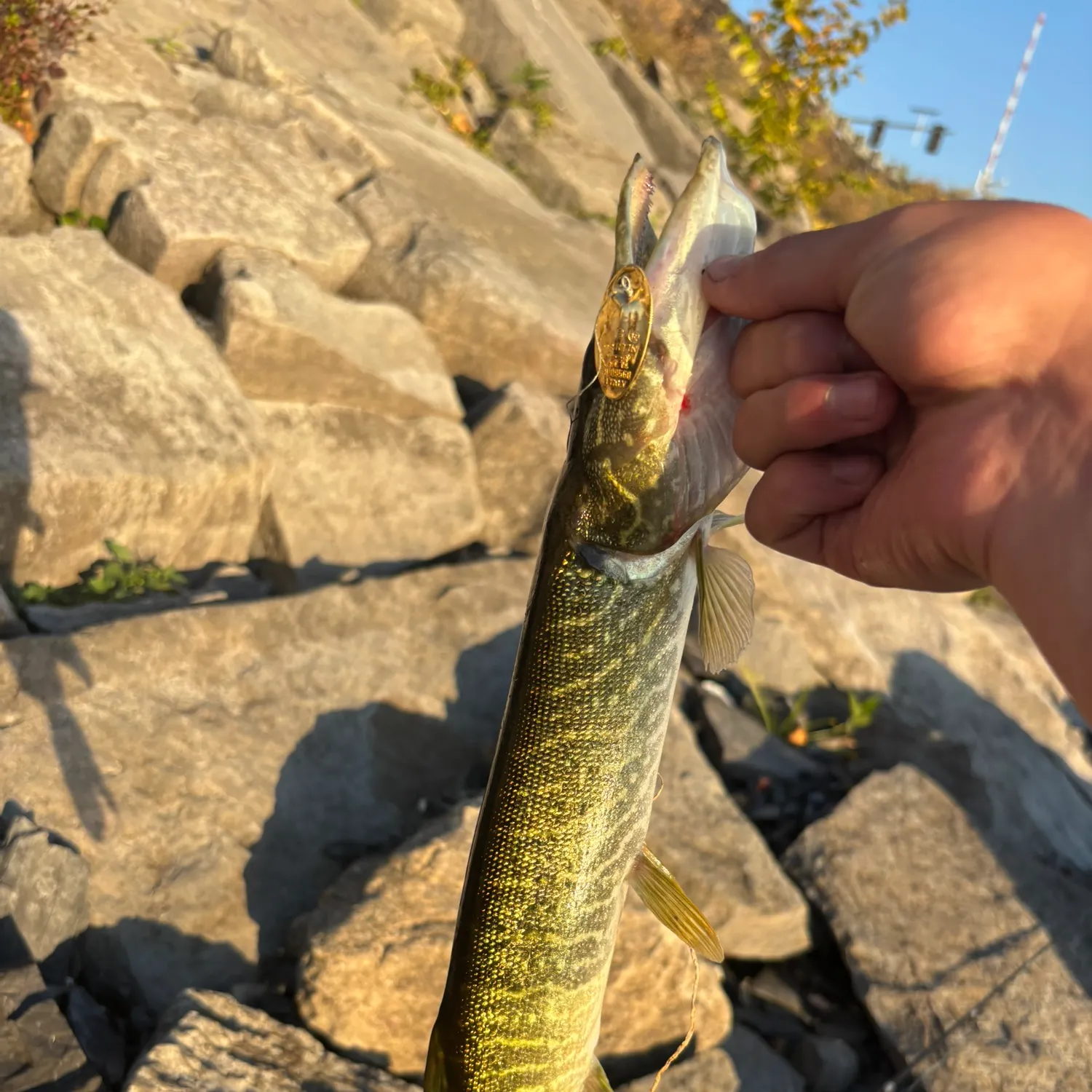 The most recent Northern pike x Chain pickerel catches on Fishbrain