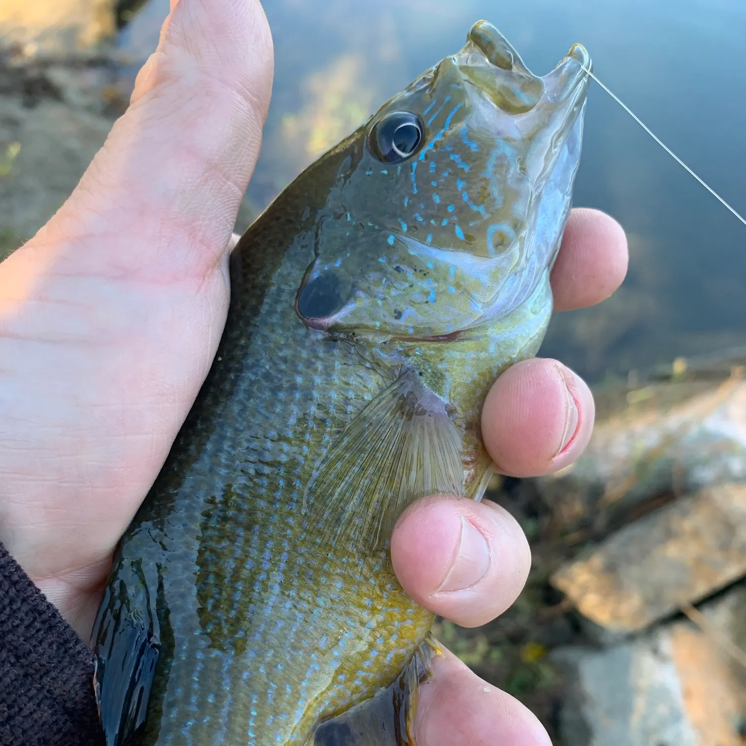 Green sunfish caught on Fishbrain